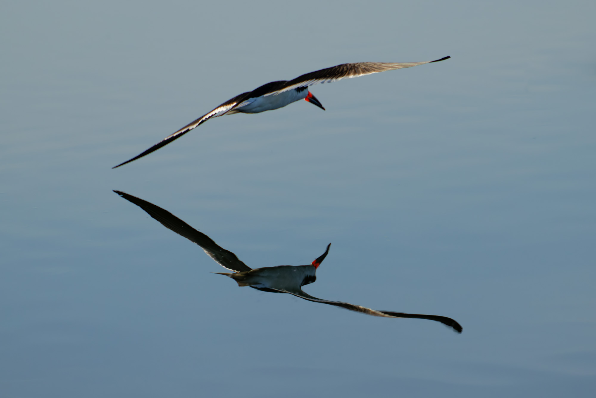 Black Skimmer (Rynchops niger)