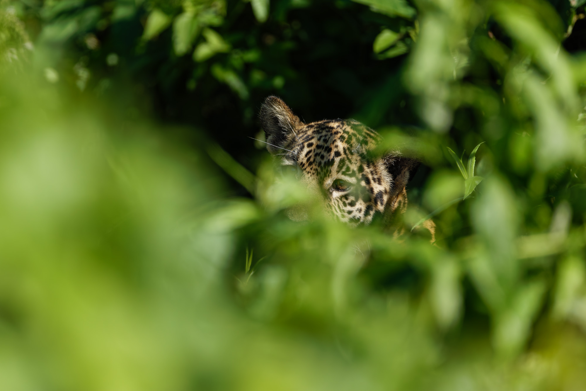 Jaguar (Panthera onca)