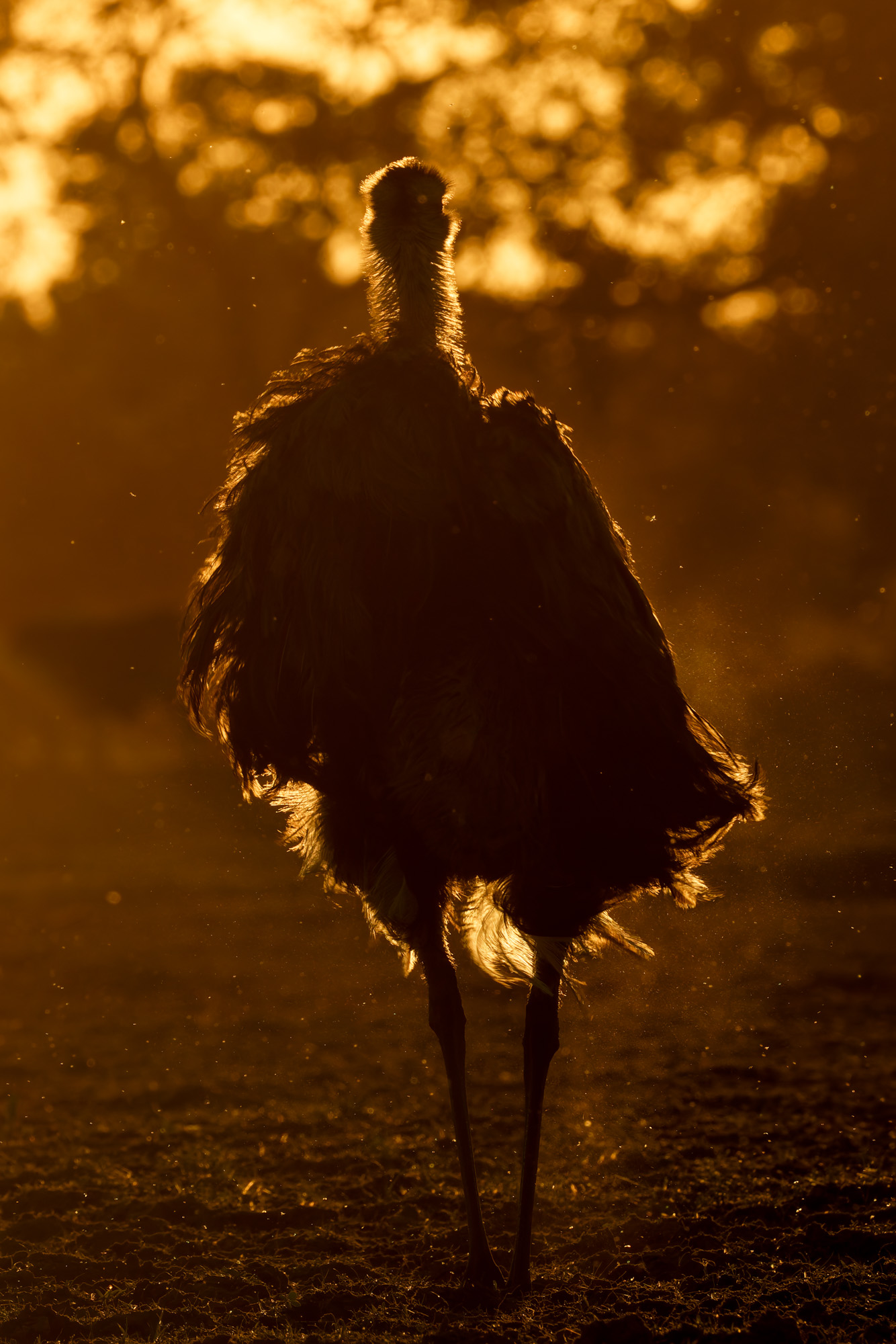 Greater Rhea (Rhea americana)