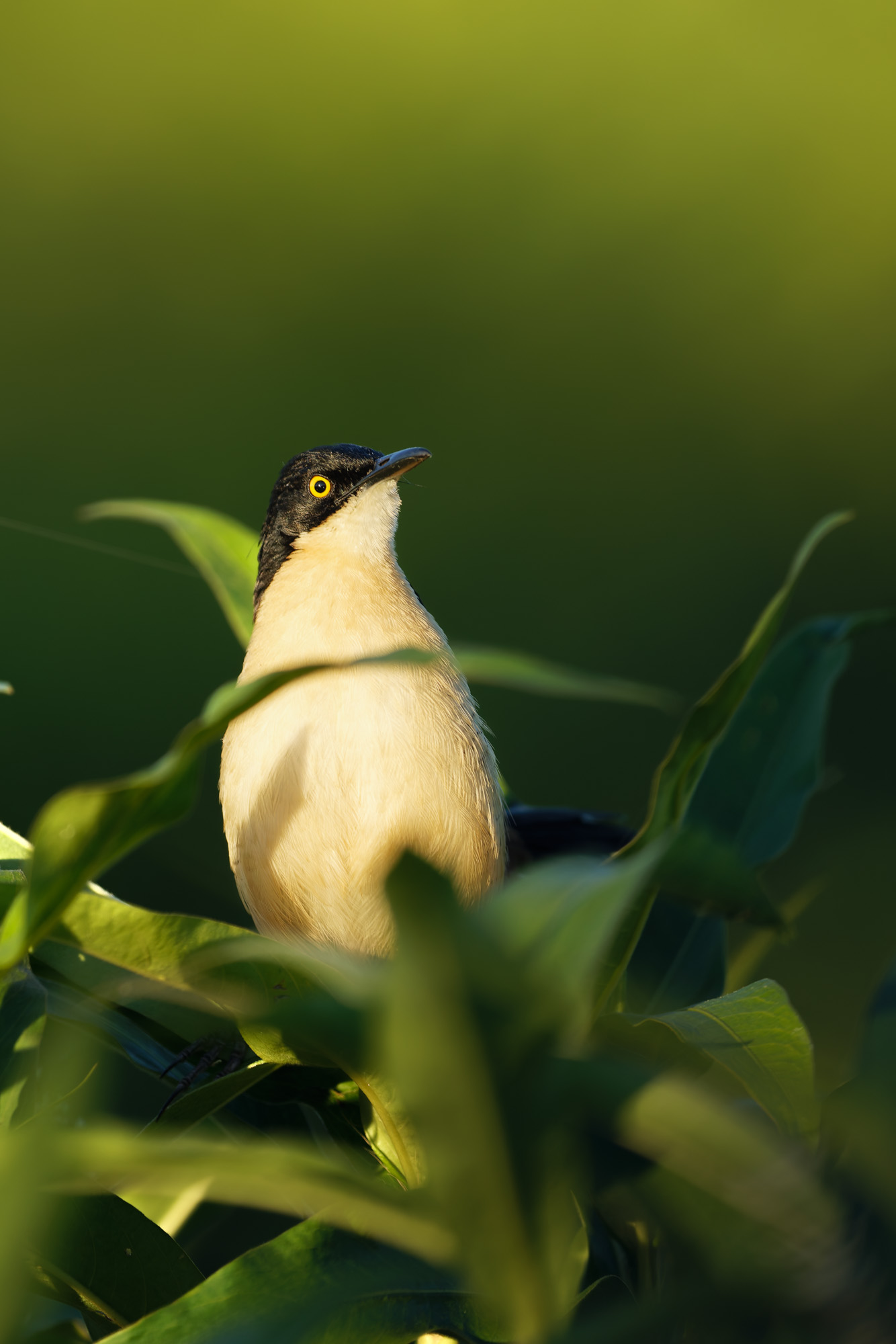 Black-capped donacobius (Donacobius atricapilla)