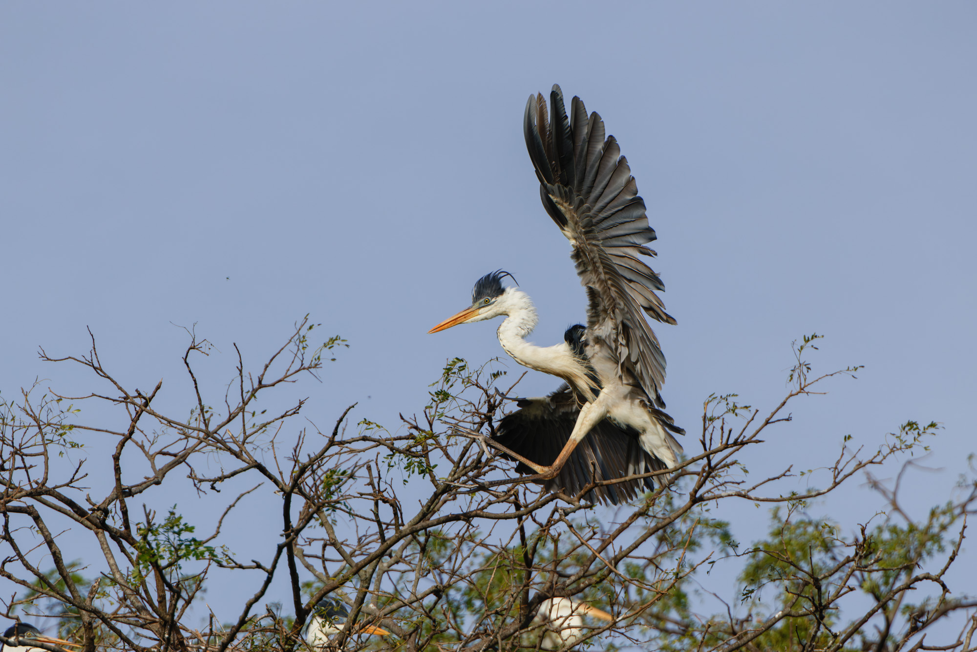 Landing Cocoi Heron (Ardea cocoi)