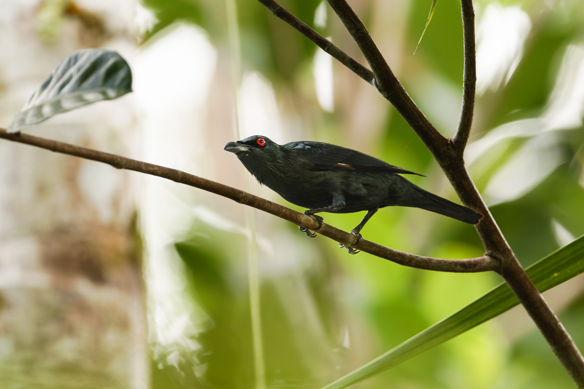 Javan Myna (Acridotheres javanicus)