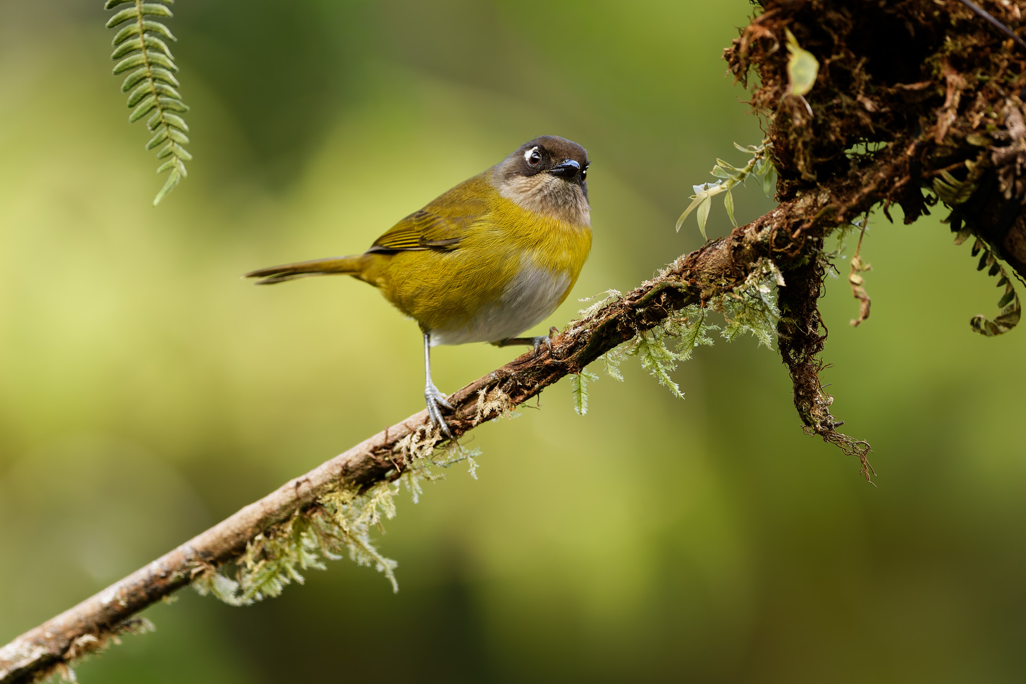 Common Bush-Tanager (Chlorospingus flavopectus)