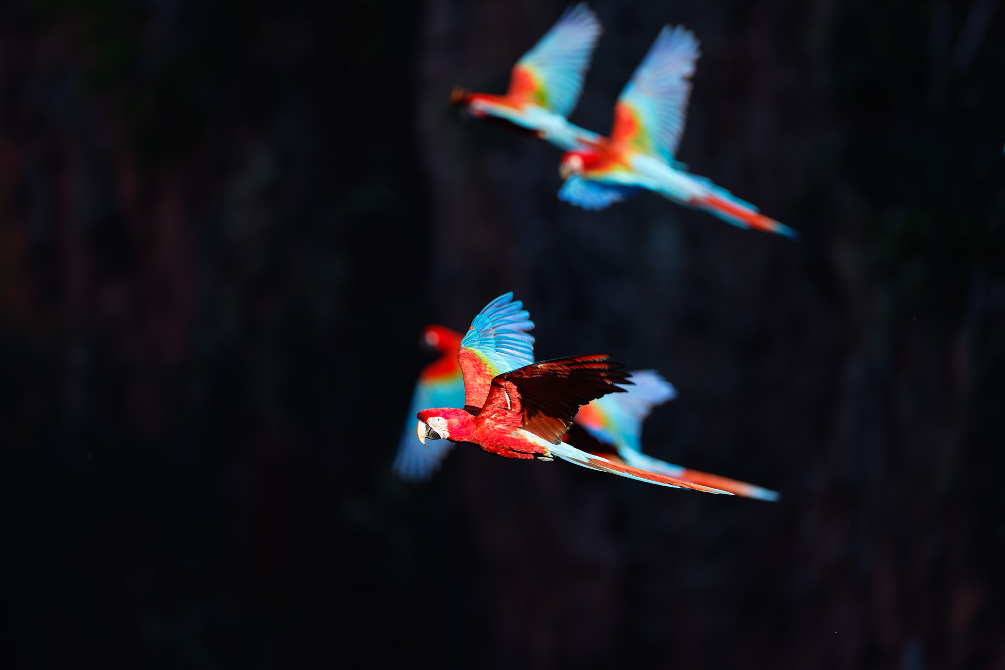 Red-and-green Macaw (Ara chloropterus)