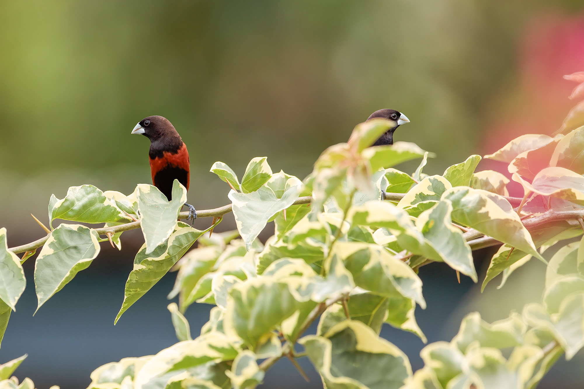 Southern Black-headed Munia (Lonchura atricapilla)