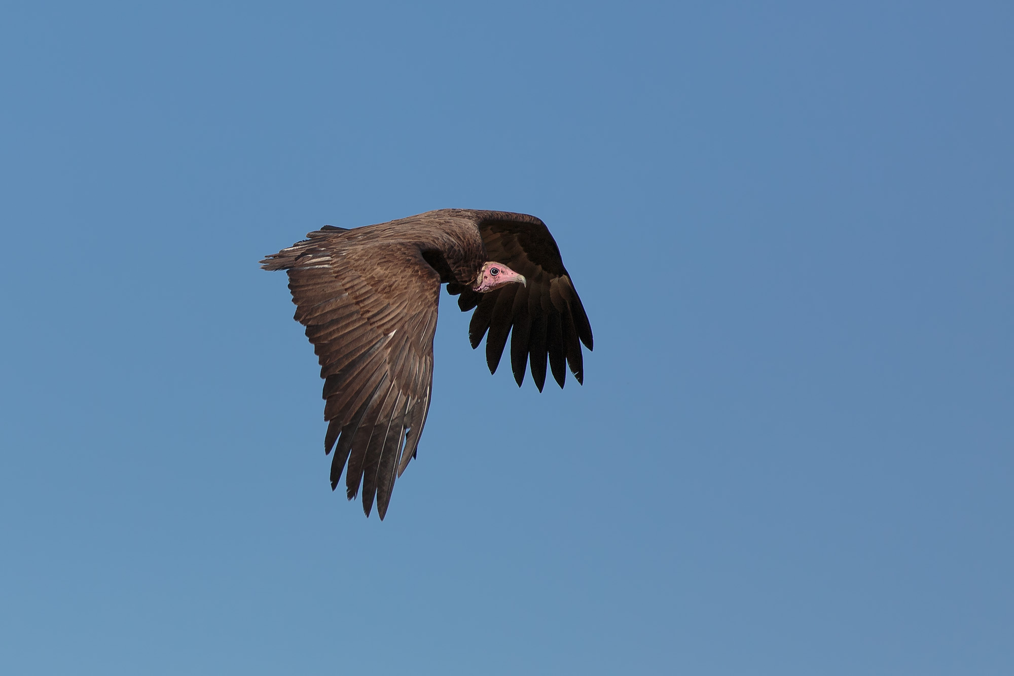 Hooded Vulture (Necrosyrtes monachus)