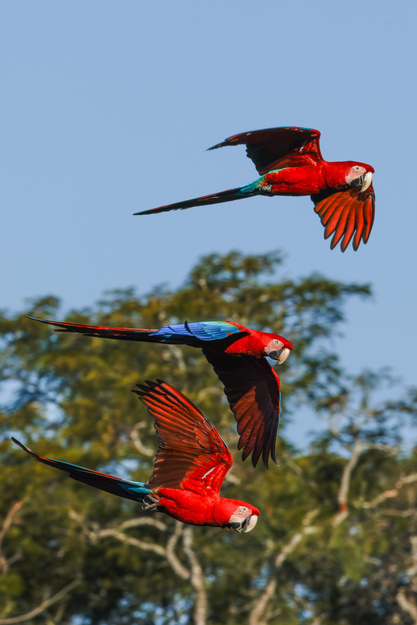 Red-and-green Macaw (Ara chloropterus)