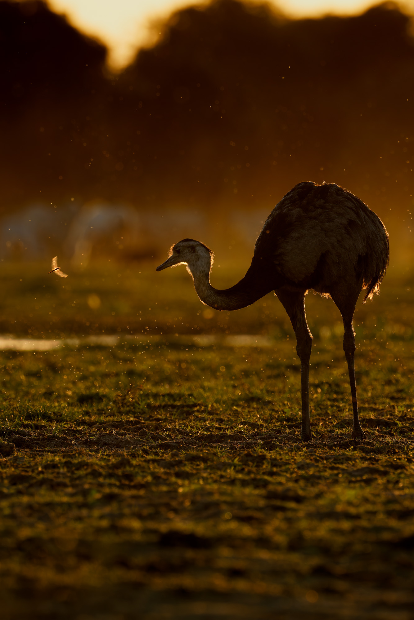 Greater Rhea (Rhea americana)