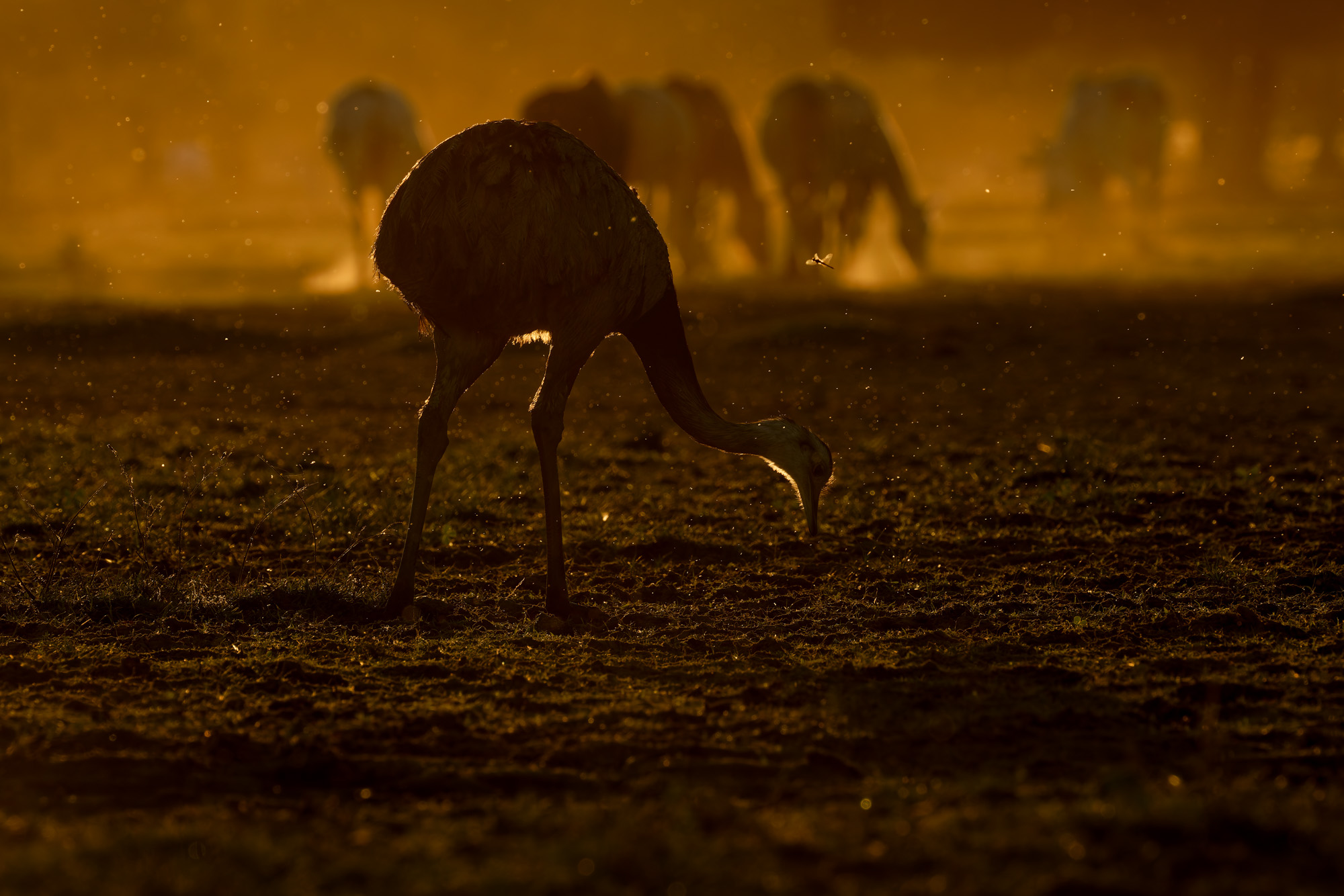 Greater Rhea (Rhea americana)