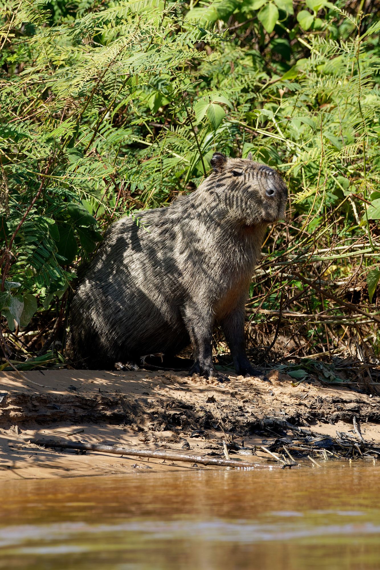 Kapybara (Hydrochoerus hydrochaeris)