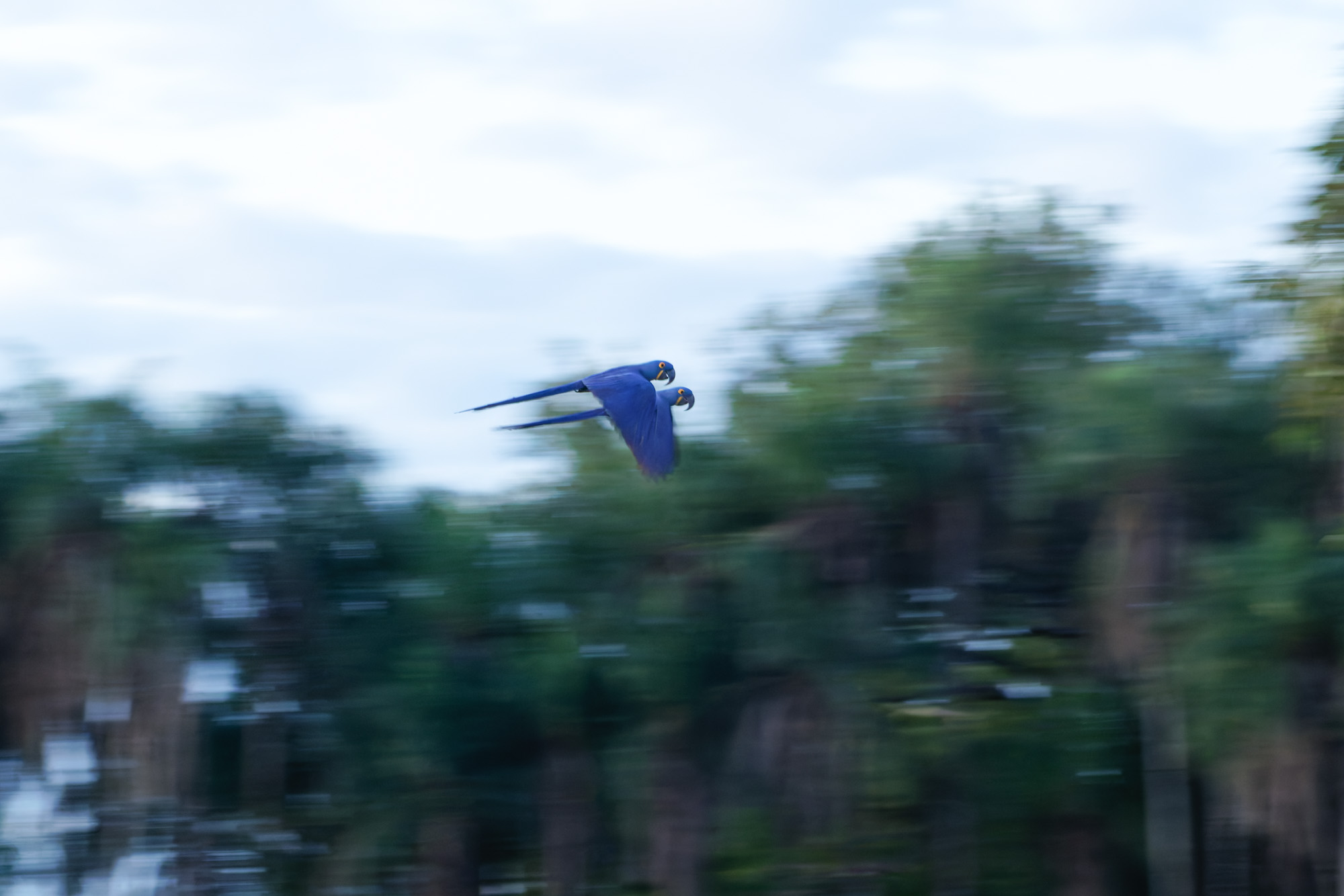Hyacinth Macaw (Anodorhynchus hyacinthinus)