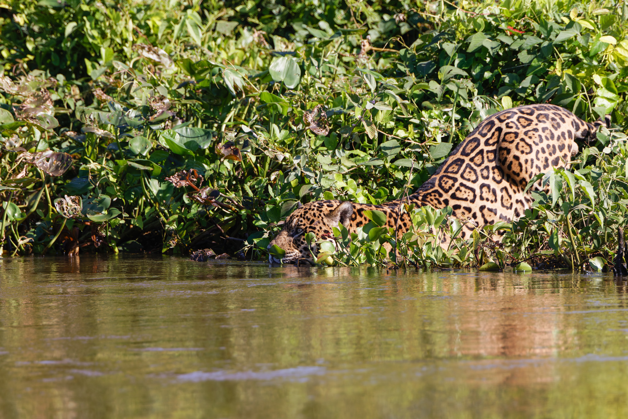 Jaguar (Panthera onca)