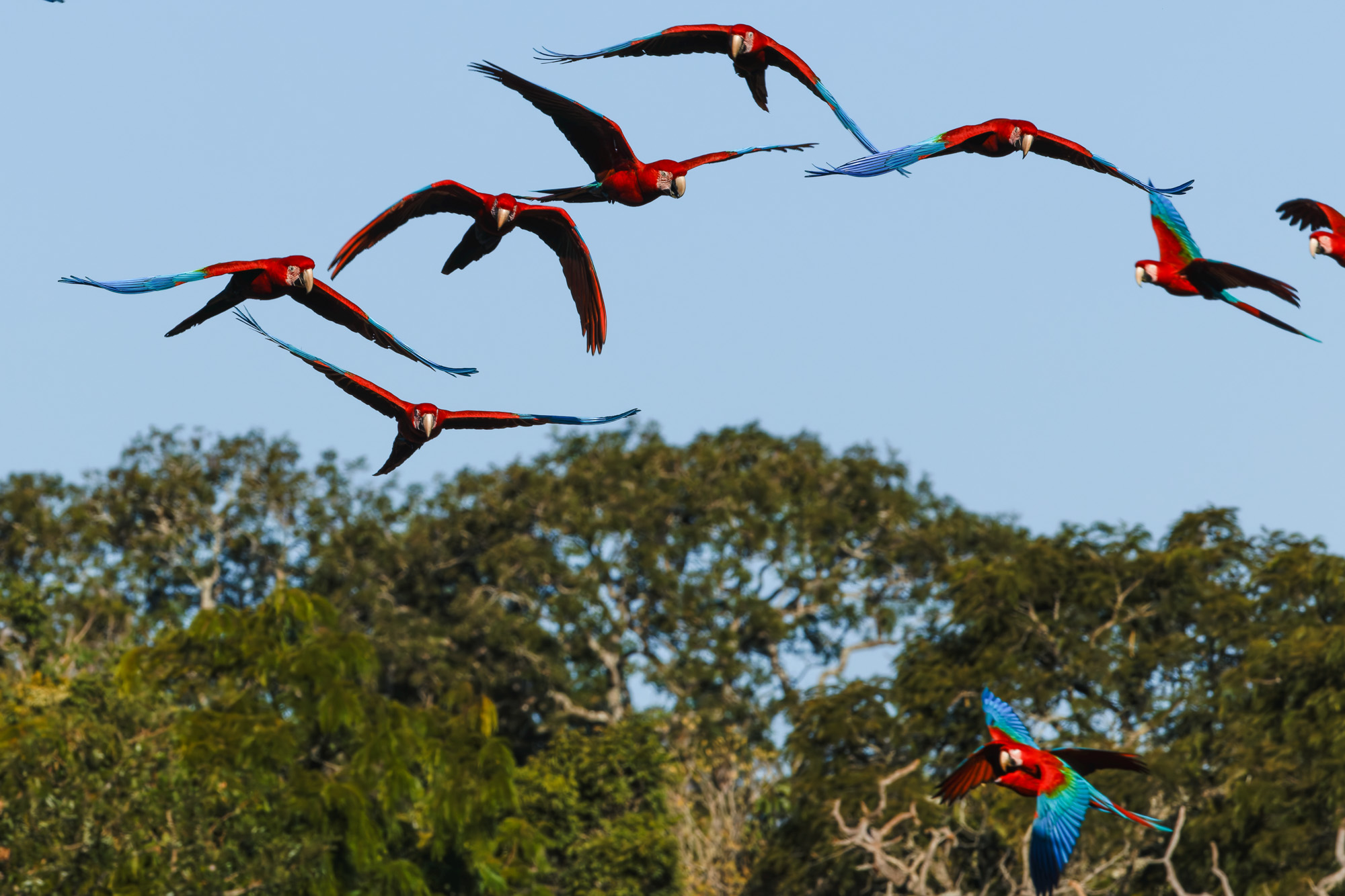 Red-and-green Macaw (Ara chloropterus)