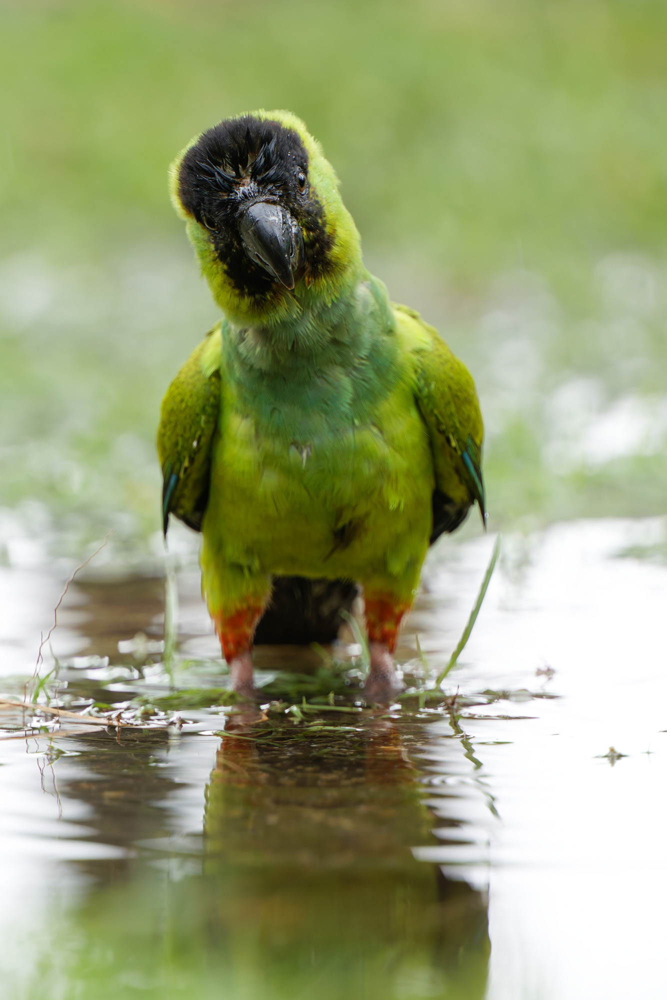 Black-hooded Parakeet (Nandayus nenday)