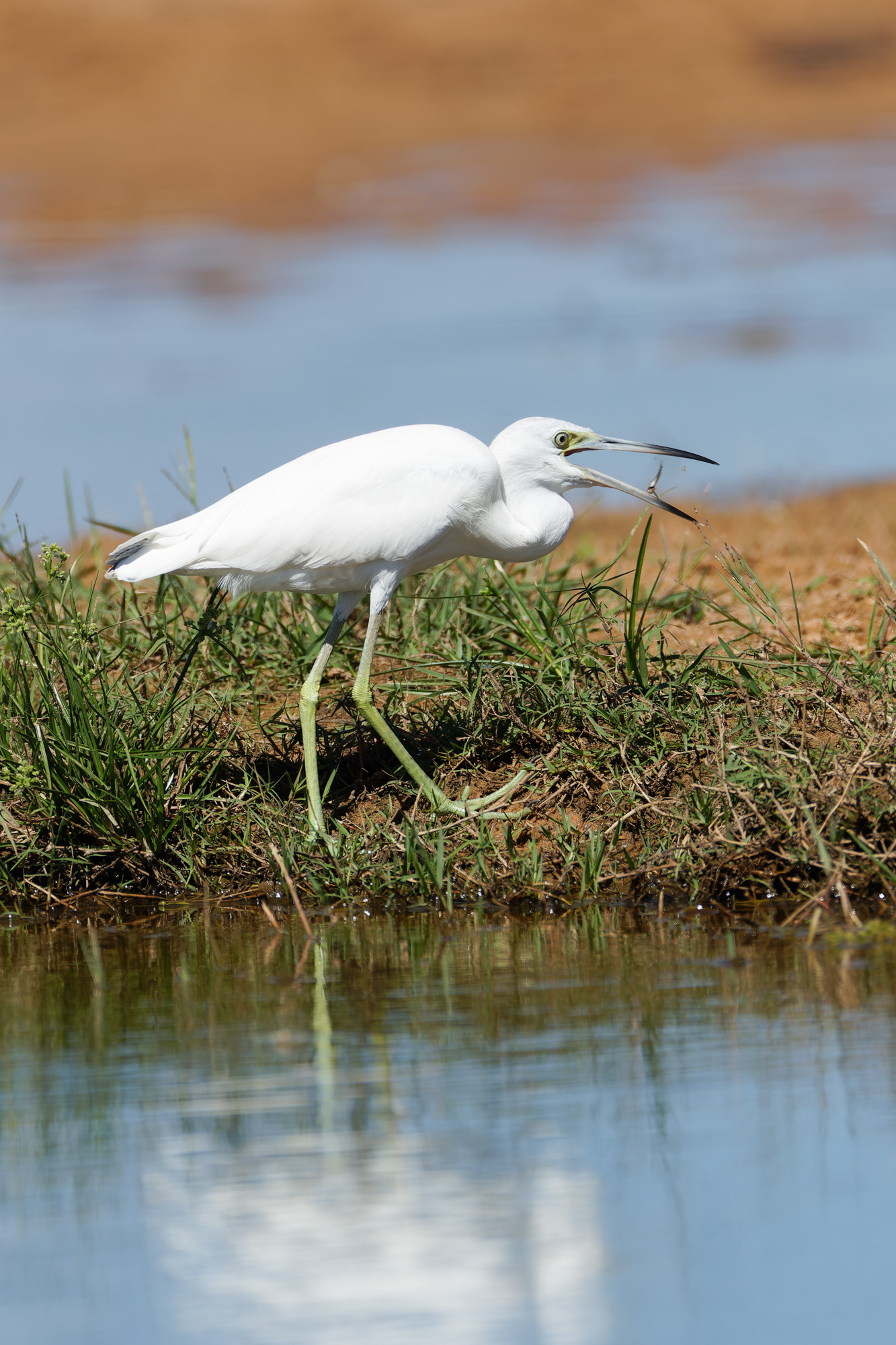 Little Blue Heron imm. with a pray (Egretta caerulea)