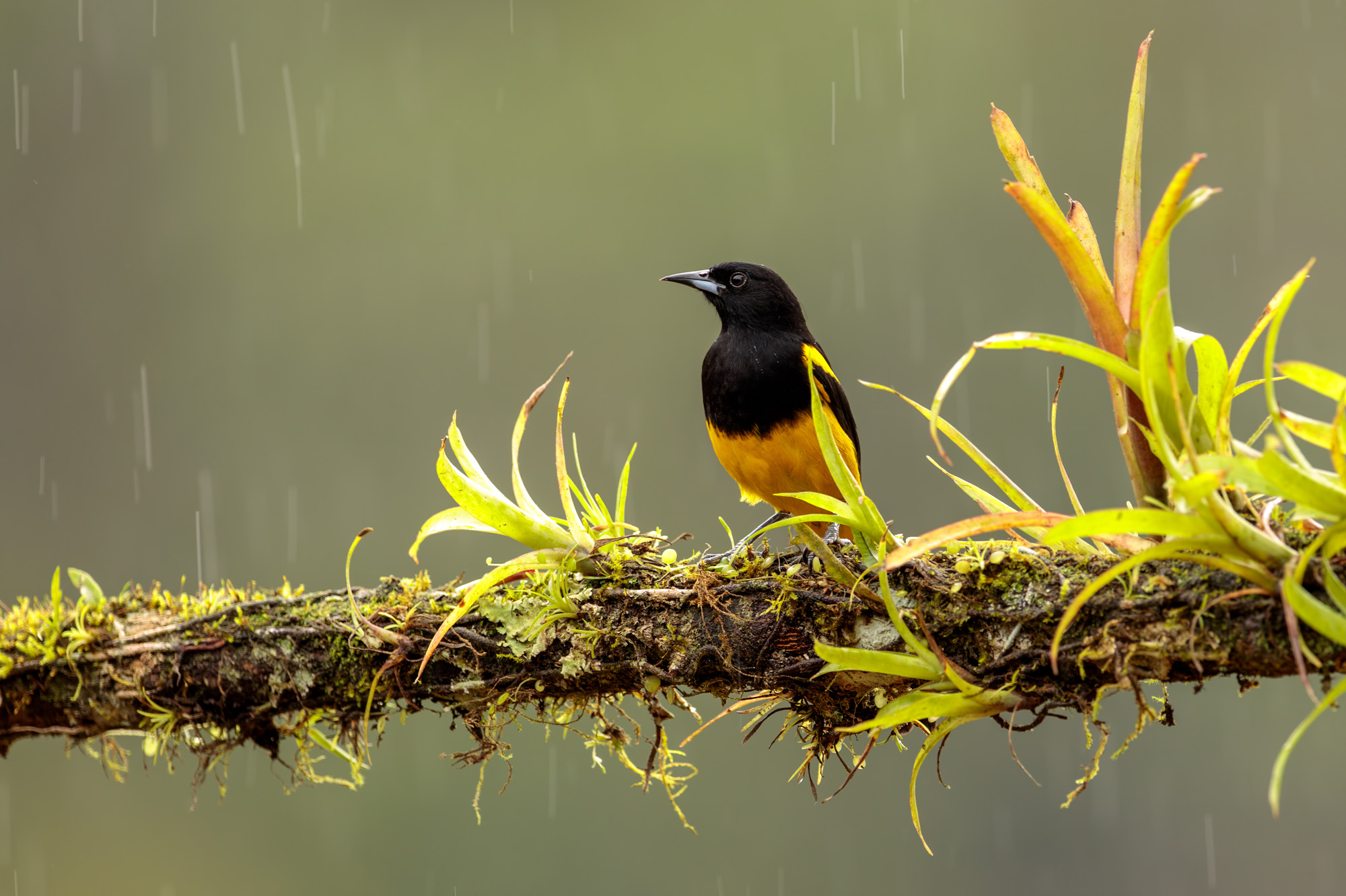 Black-cowled Oriole (Icterus prosthemelas)