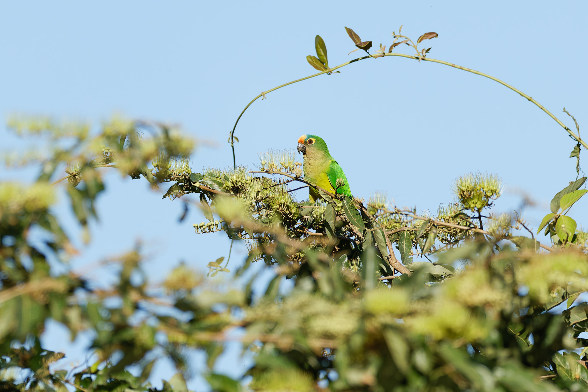 Peach-fronted Parakeet (Eupsittula aurea)