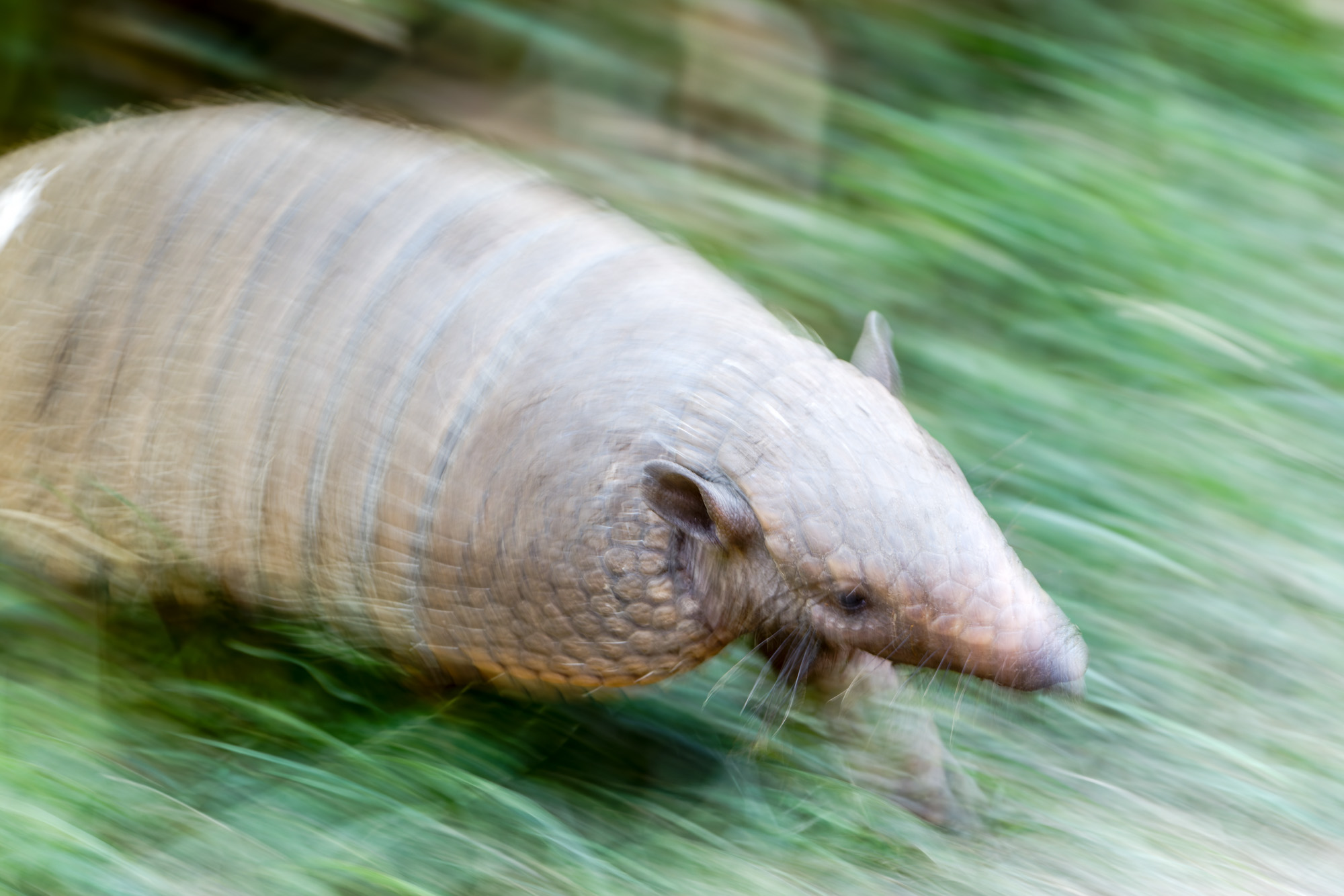 Six-banded Armadillo (Euphractus sexcinctus)