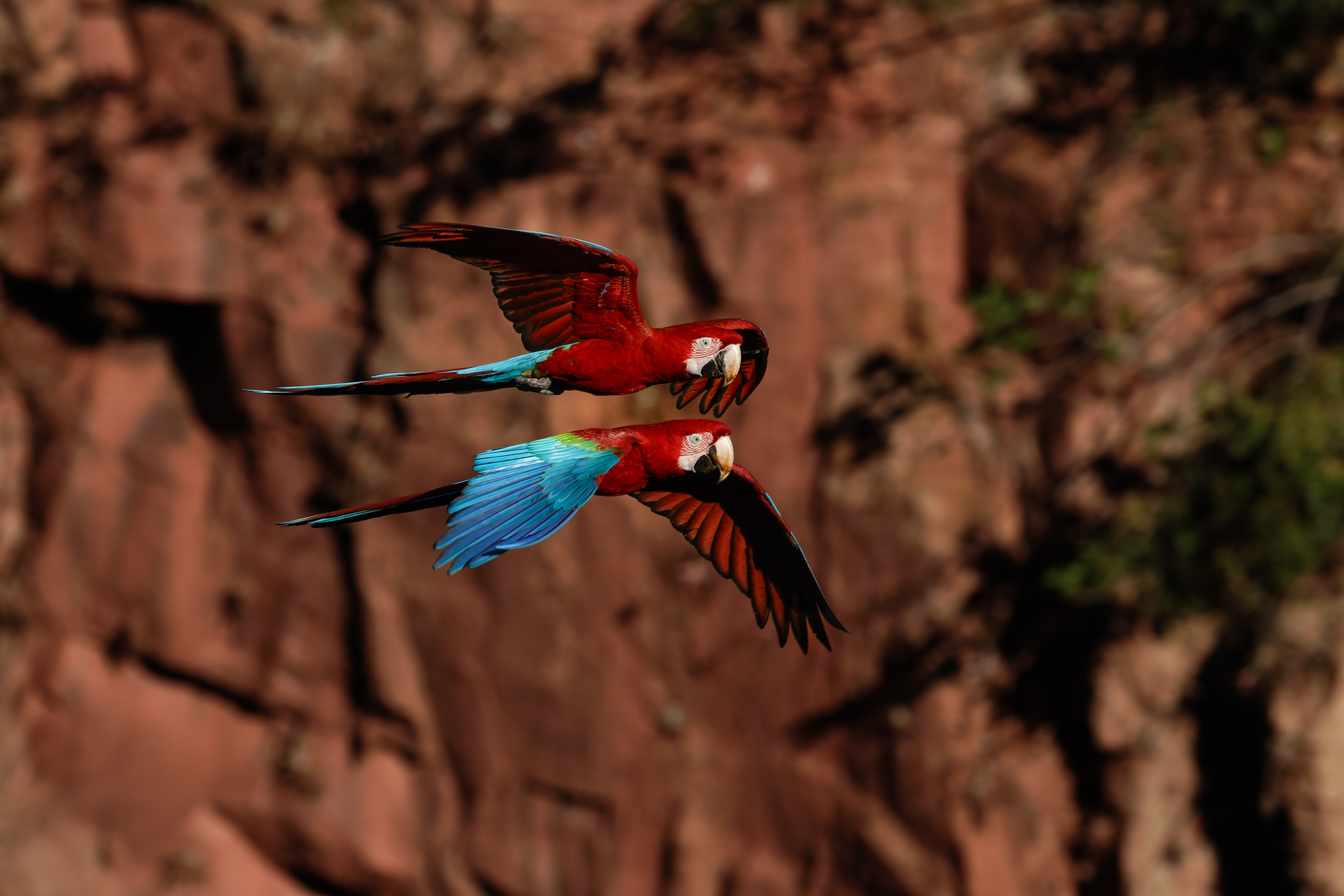Red-and-green Macaw (Ara chloropterus)