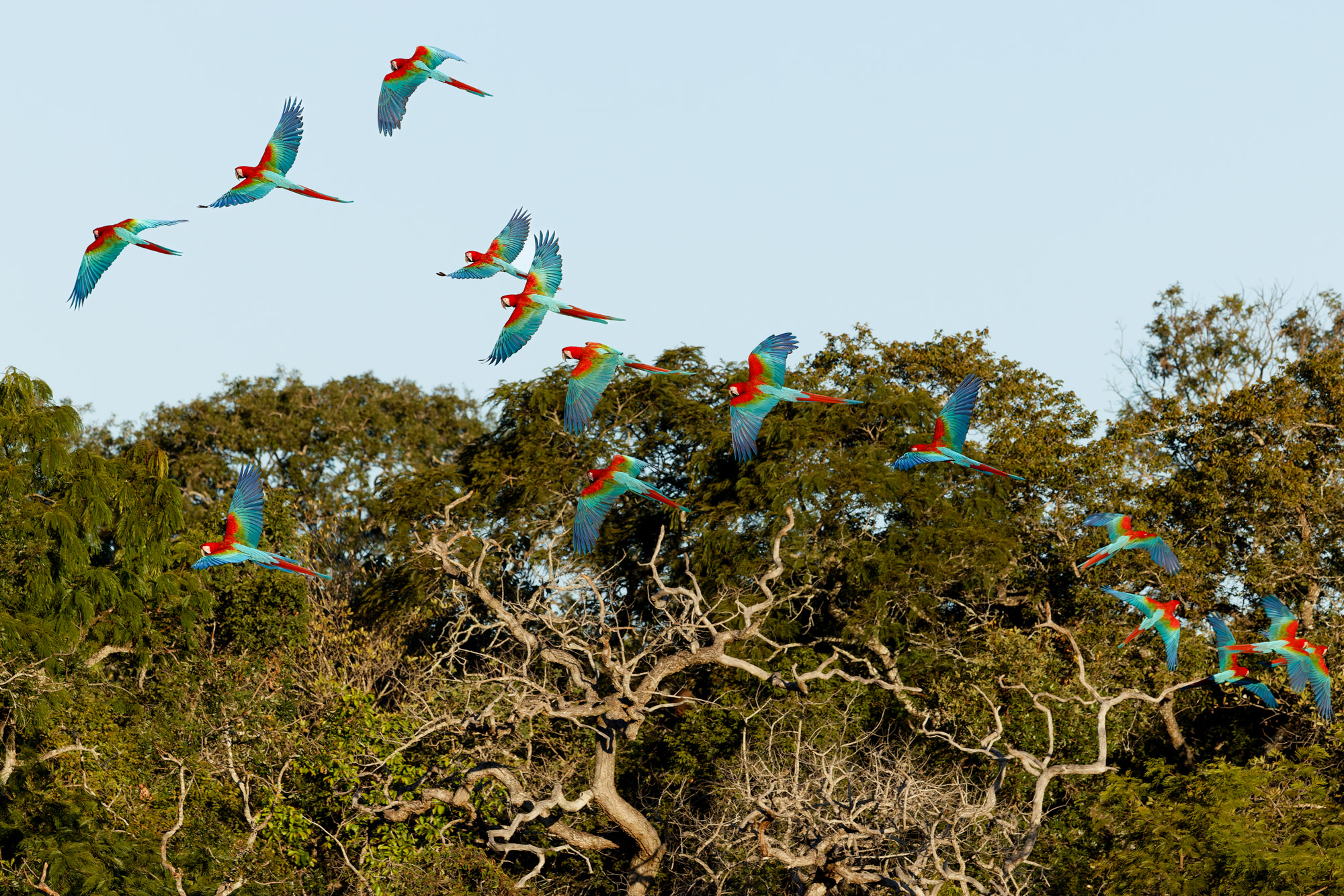Red-and-green Macaw (Ara chloropterus)