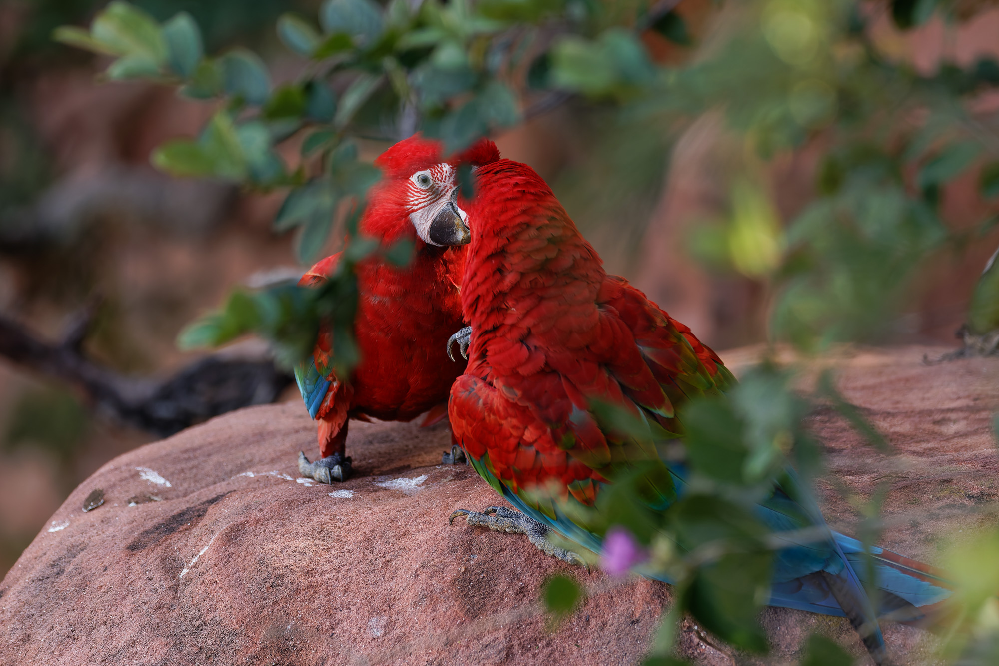 Red-and-green Macaw (Ara chloropterus)