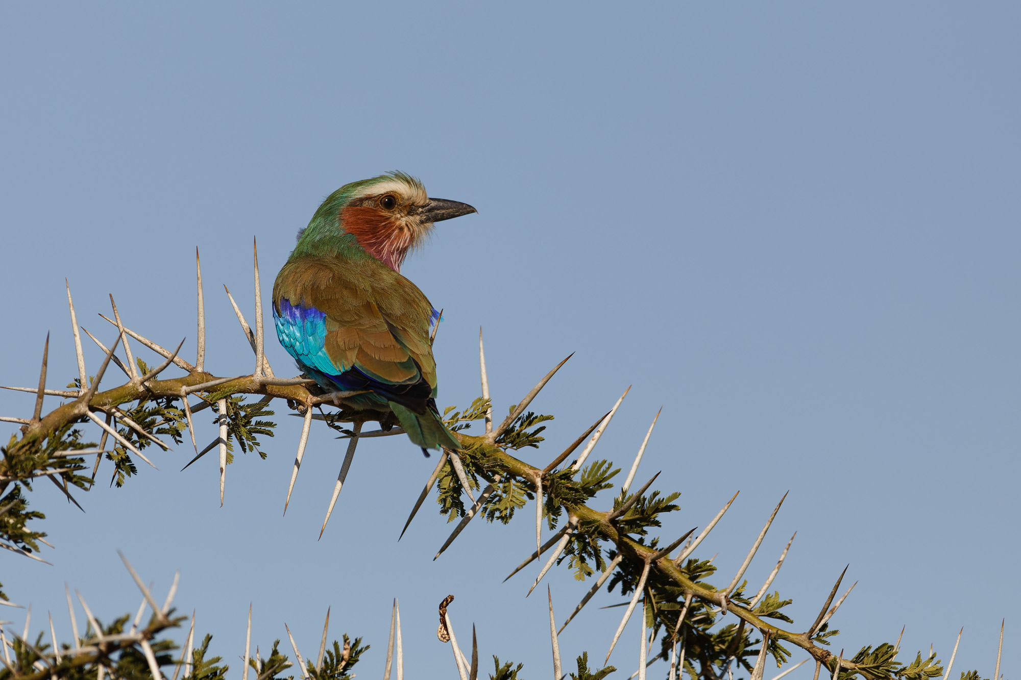 Lilac-breasted Roller (Coracias caudatus)