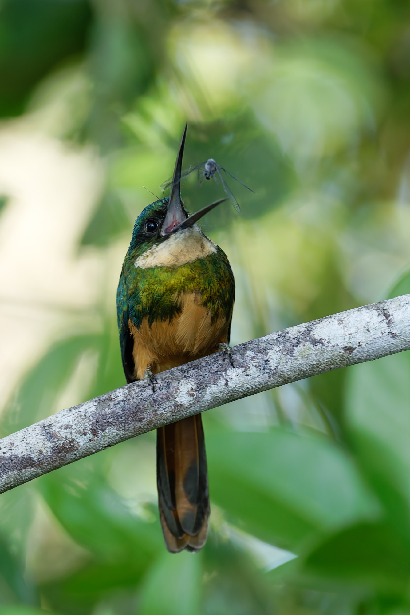 Rufous-tailed Jacamar with a pray (Galbula ruficauda)
