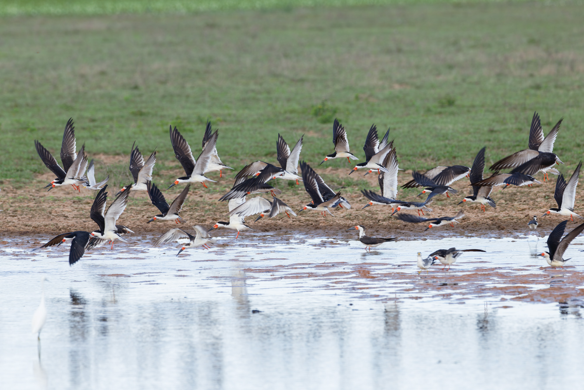 Black Skimmer (Rynchops niger)