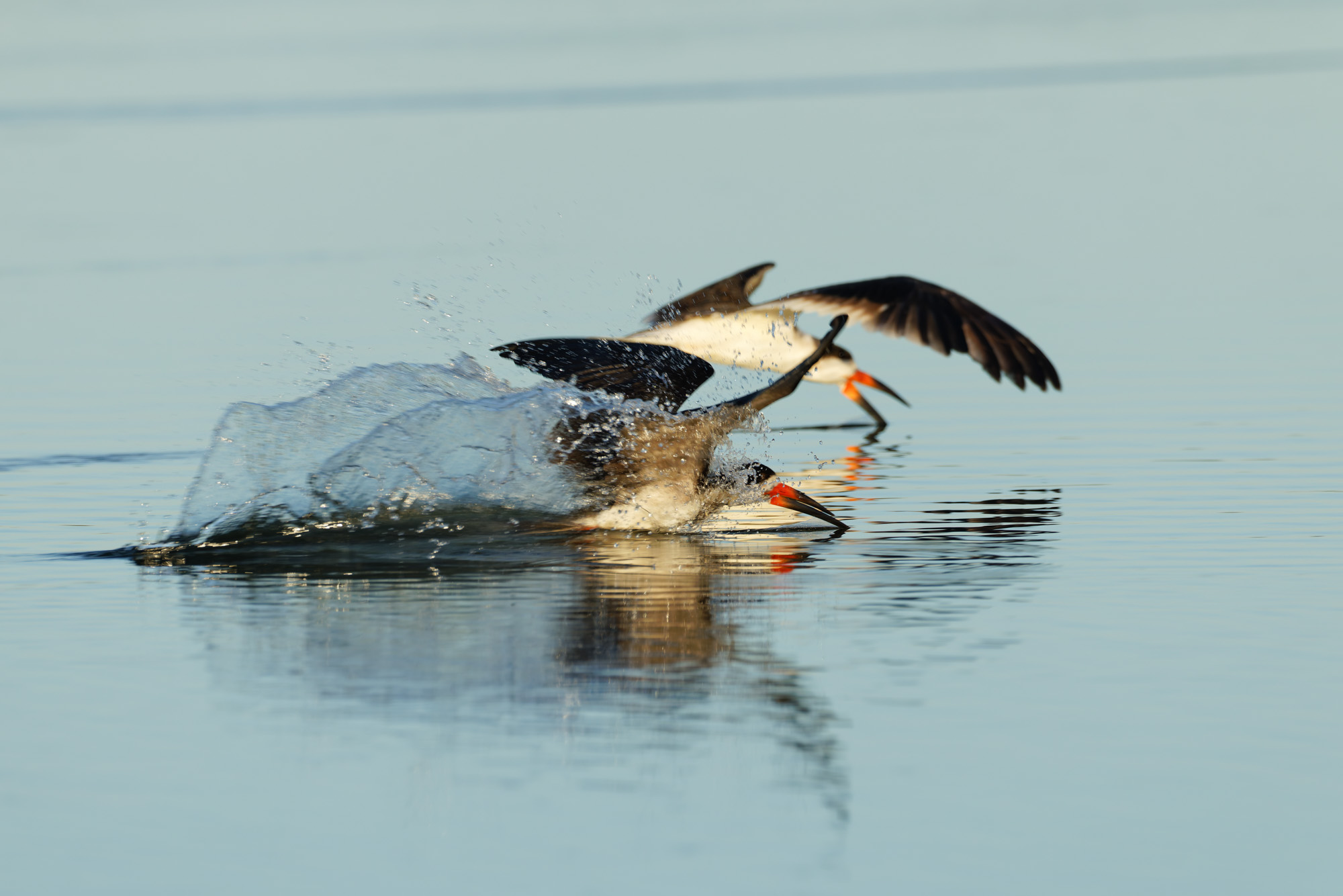 Black Skimmer (Rynchops niger)