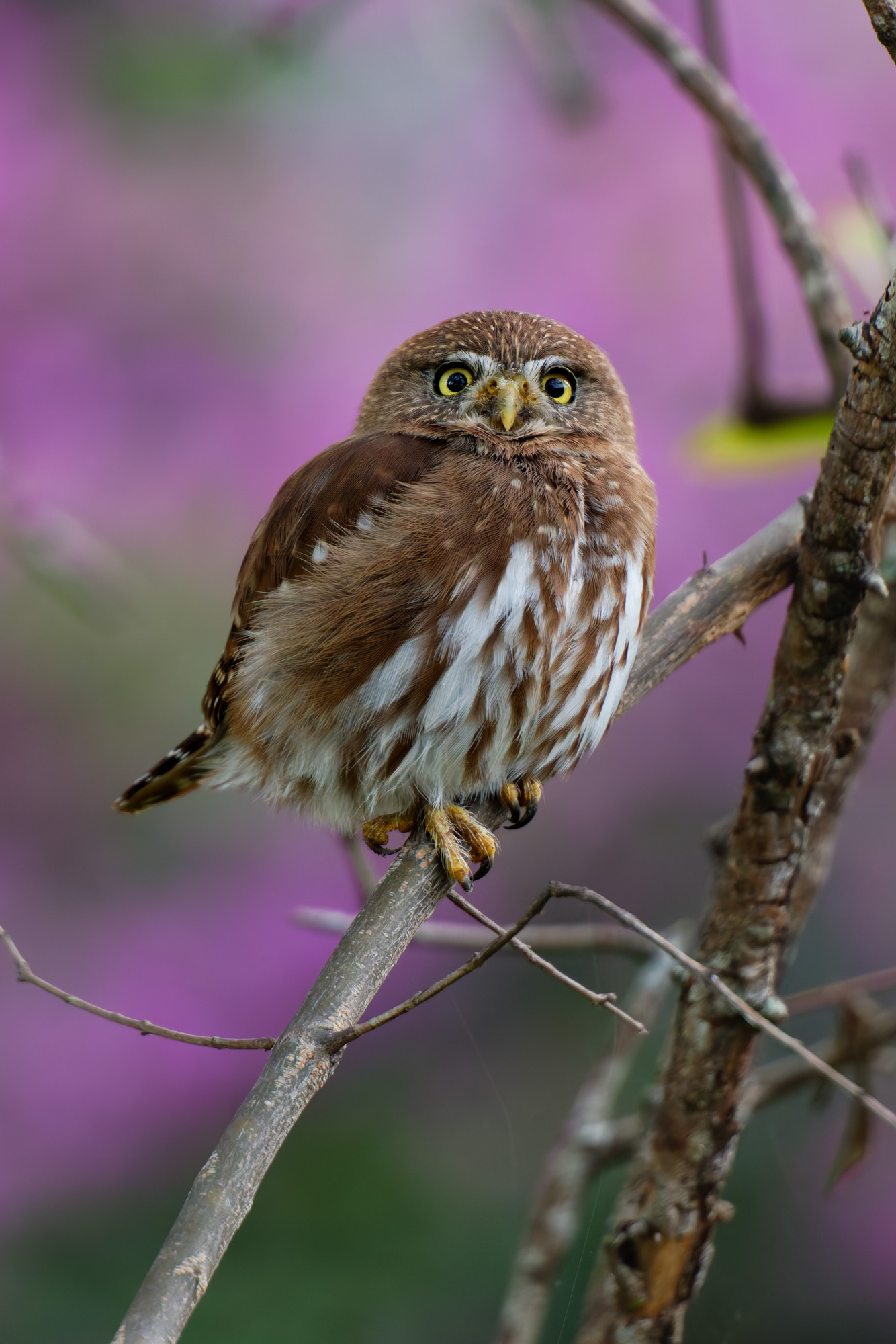 Ferruginous Pygmy Owl (Glaucidium brasilianum)