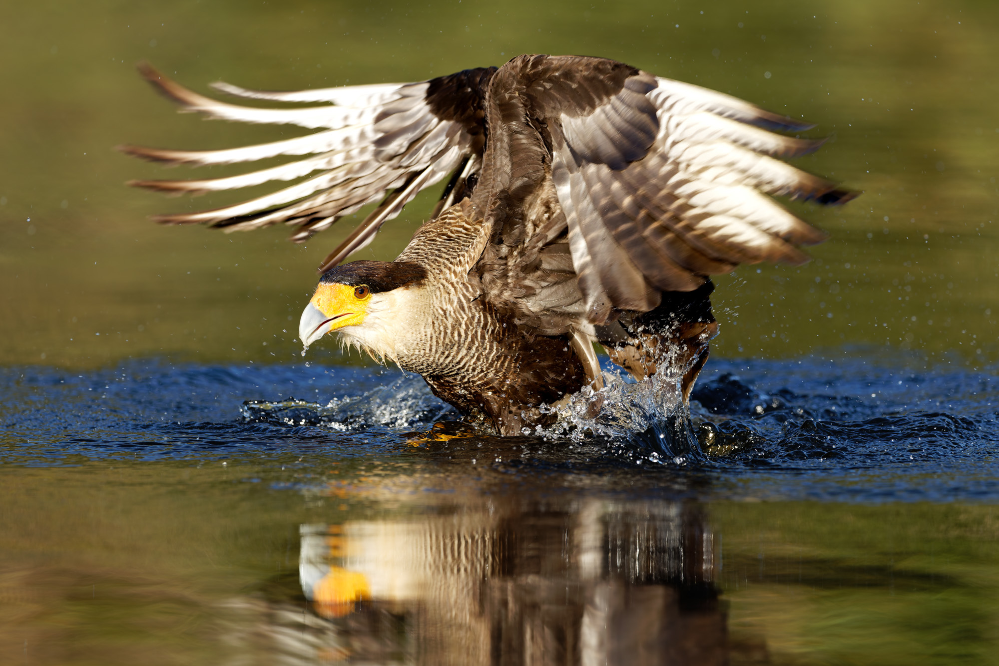 Southern Crested Caracara (Caracara plancus)