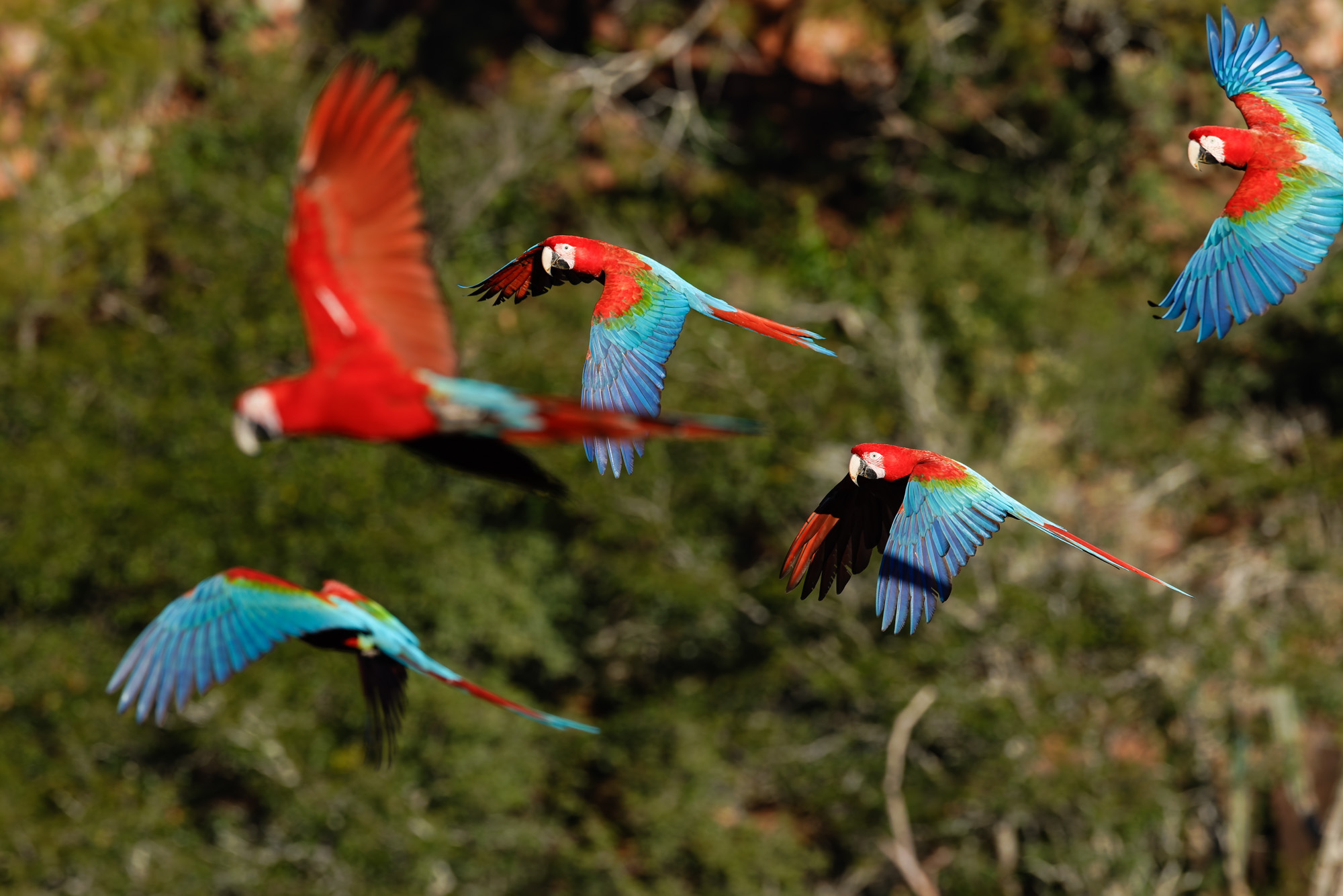 Red-and-green Macaw (Ara chloropterus)