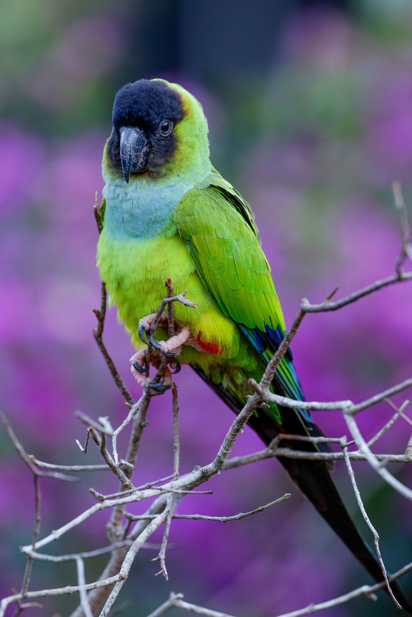 Black-hooded Parakeet (Nandayus nenday)