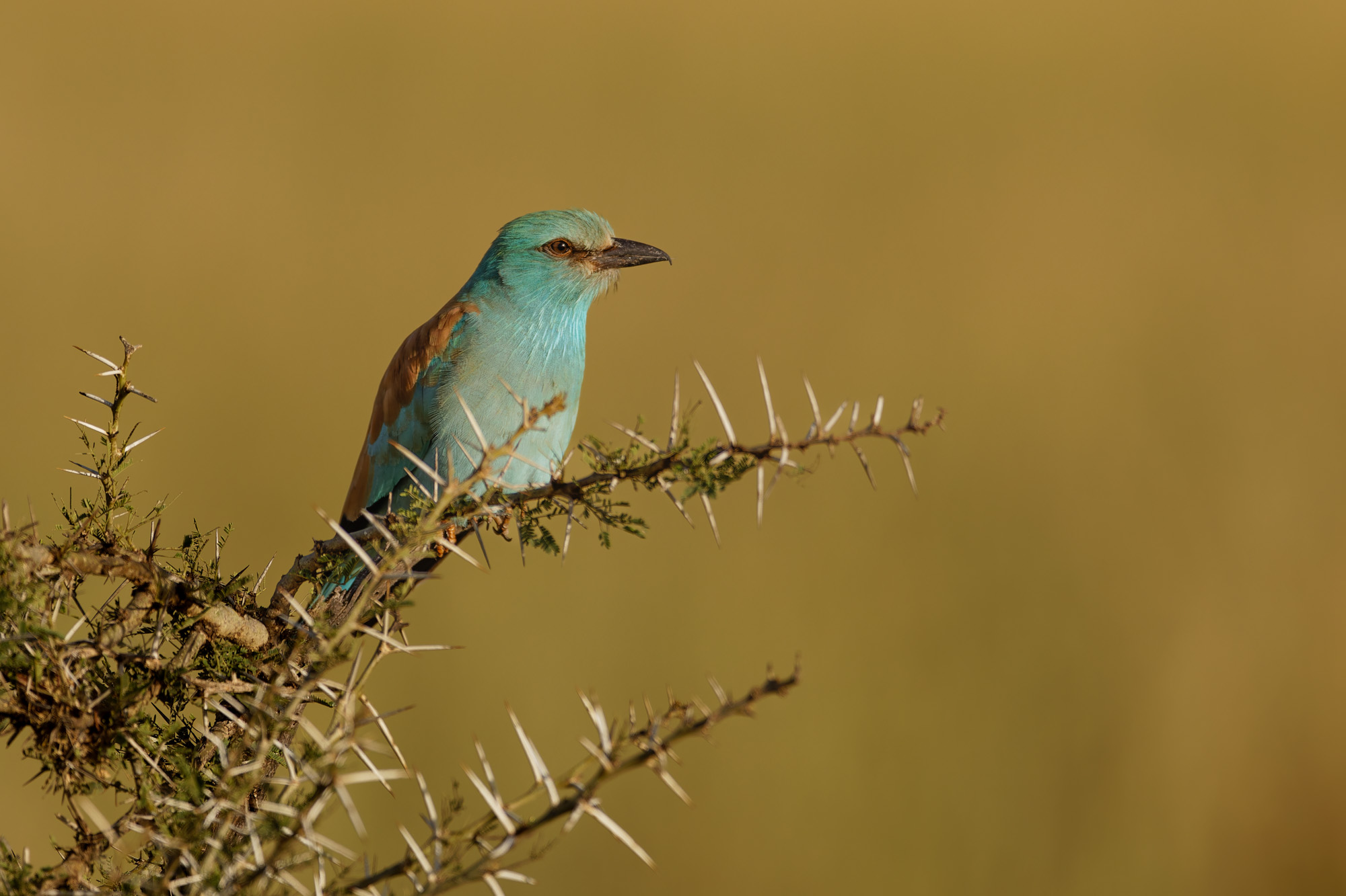 European Roller (Coracias garrulus)