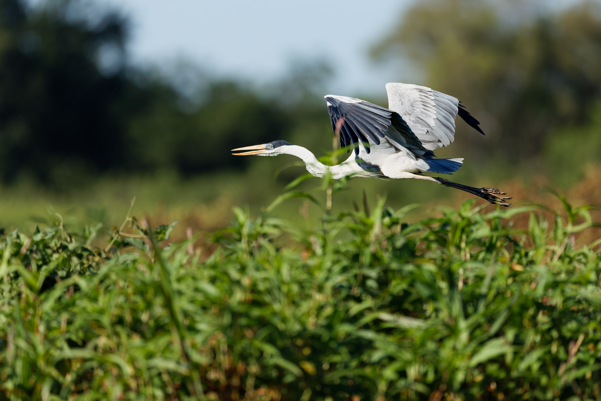 Cocoi Heron (Ardea cocoi)