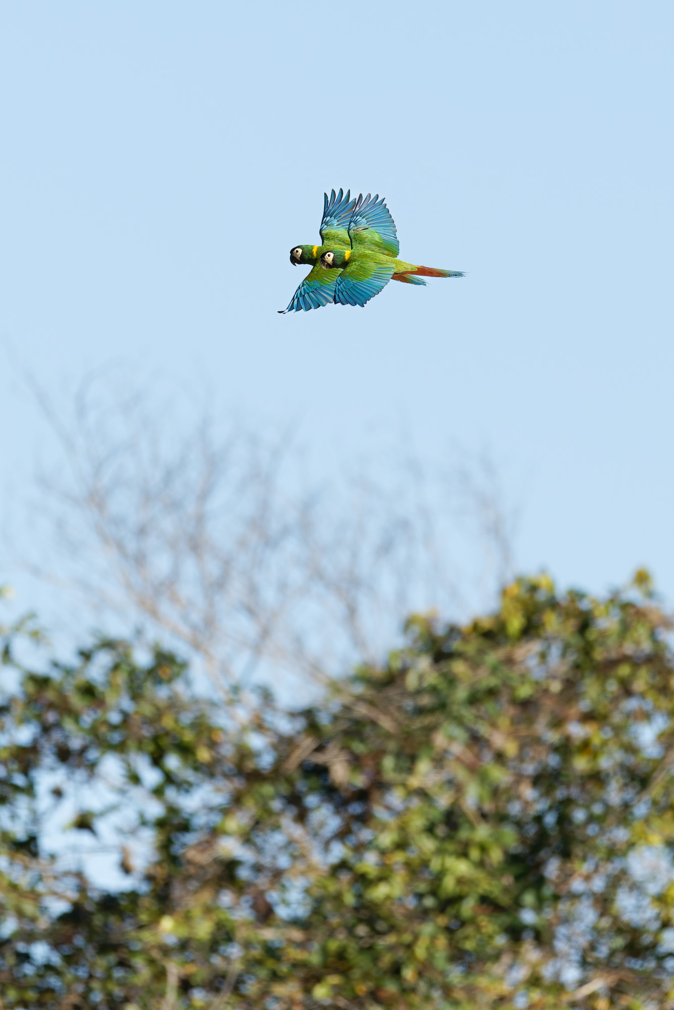 Golden-collared Macaw (Primolius auricollis)