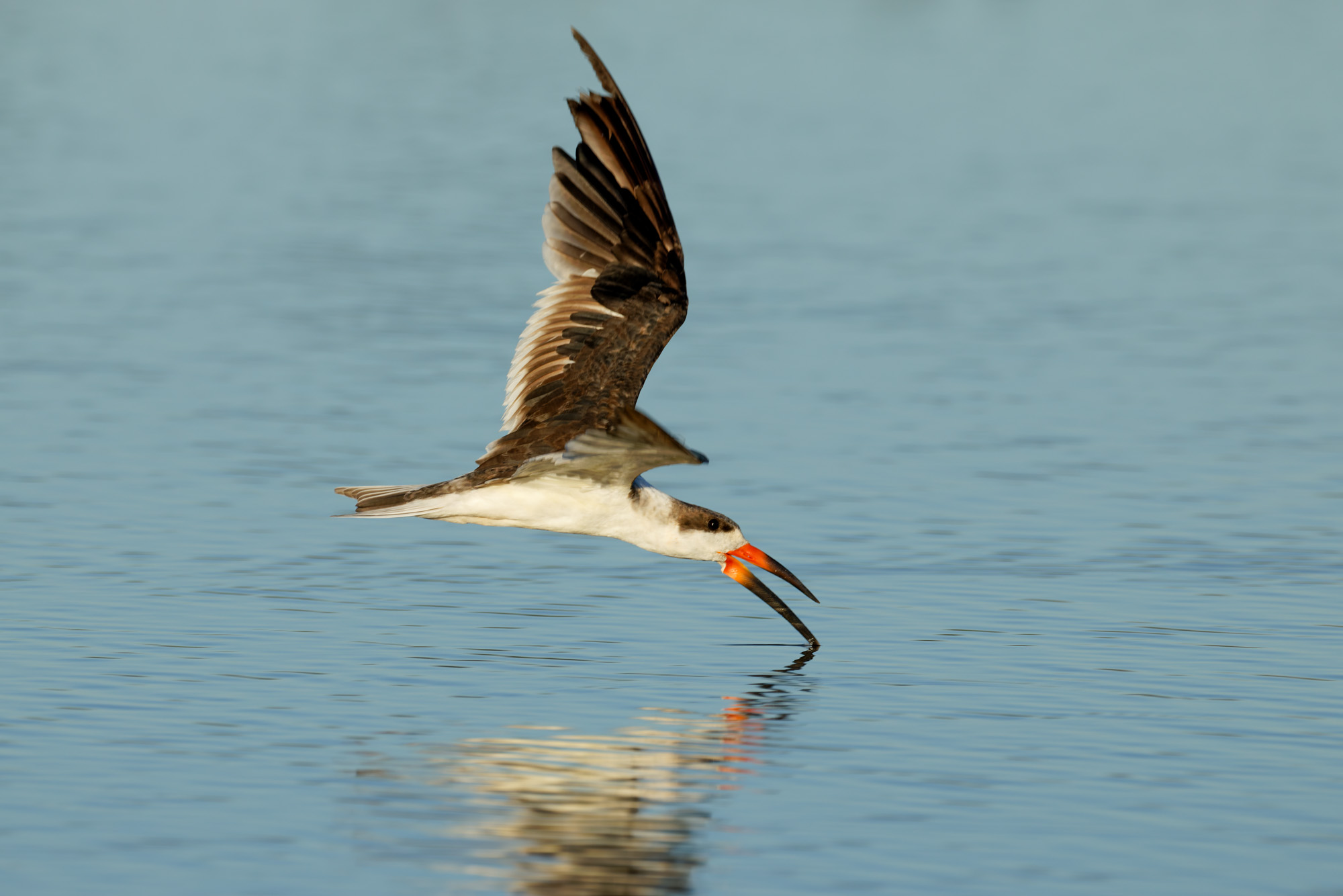 Black Skimmer (Rynchops niger)