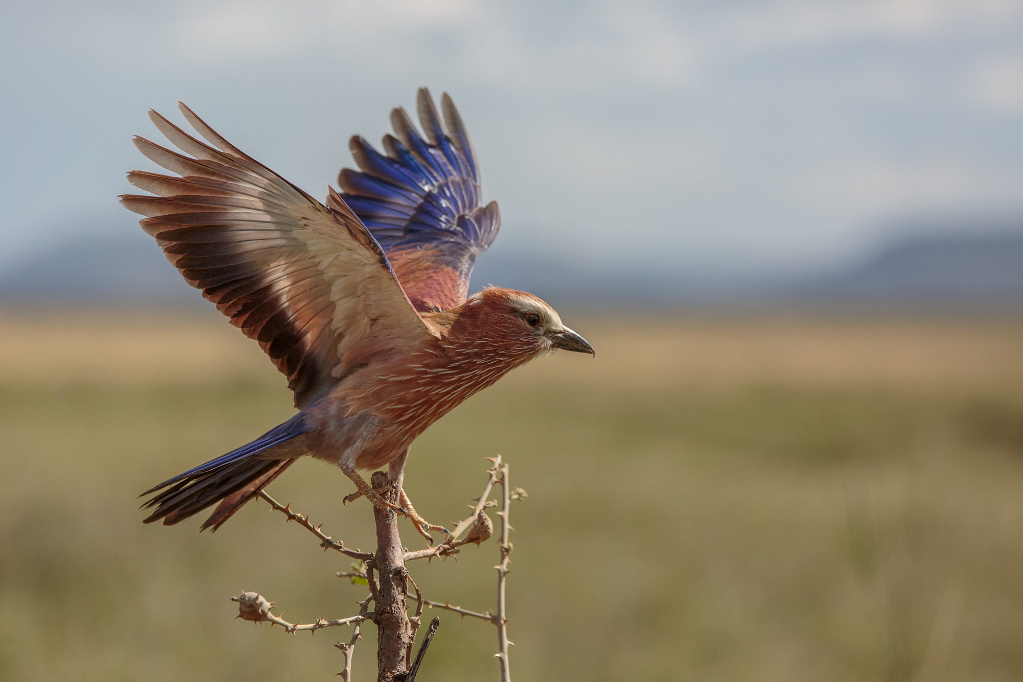 Rufous-crowned Roller (Coracias naevius)