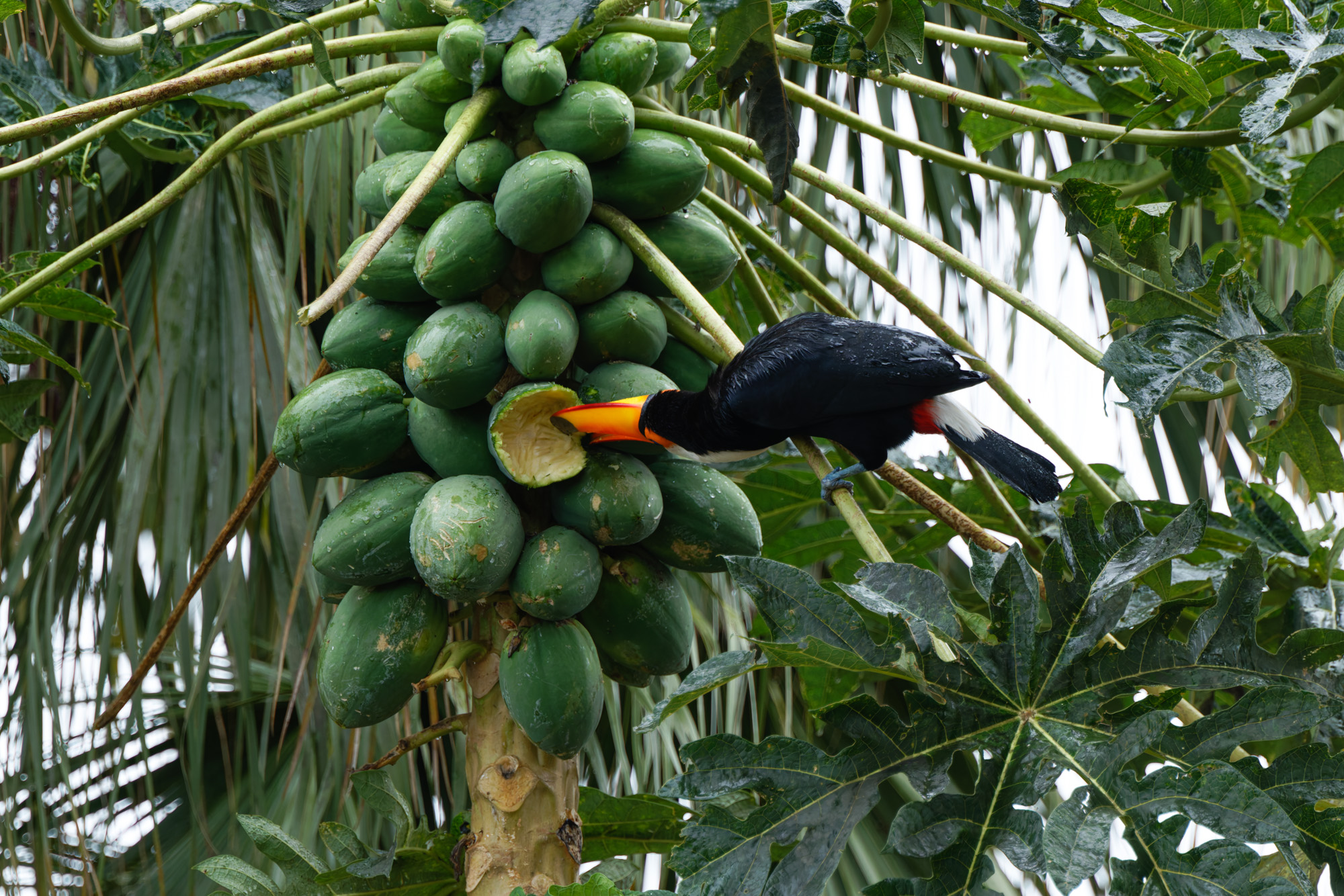 Toco Tucan (Ramphastos toco)