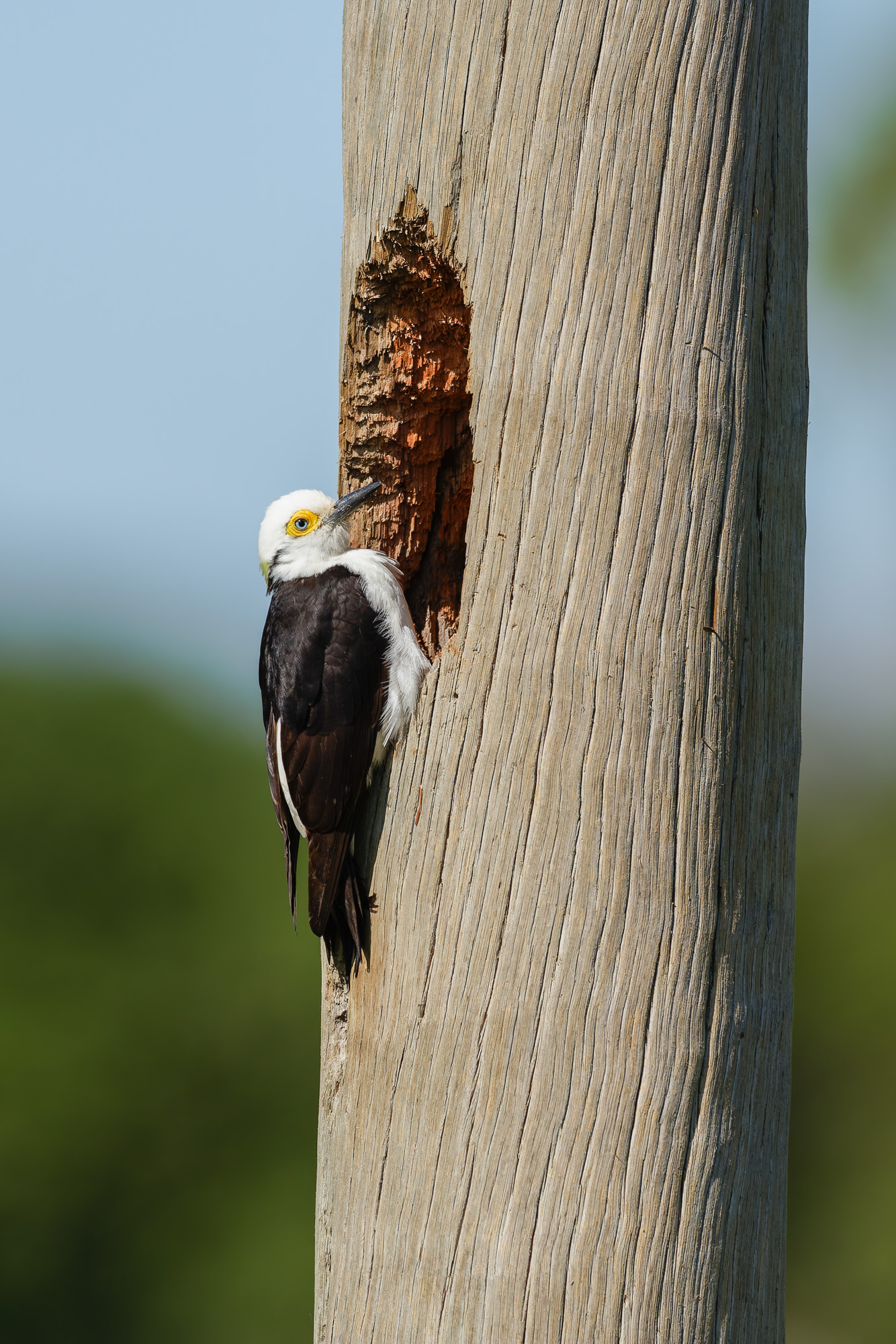 White Woodpecker (Melanerpes candidus)