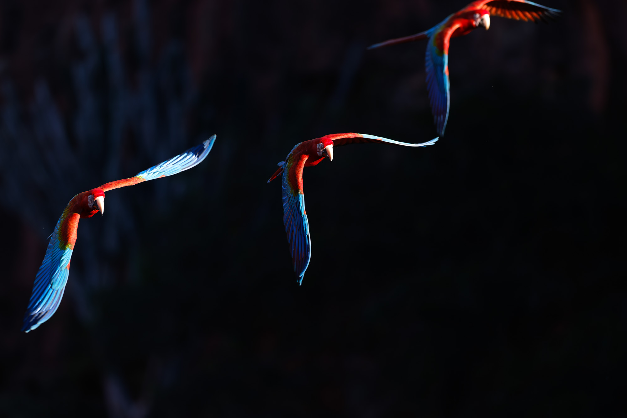 Red-and-green Macaw (Ara chloropterus)