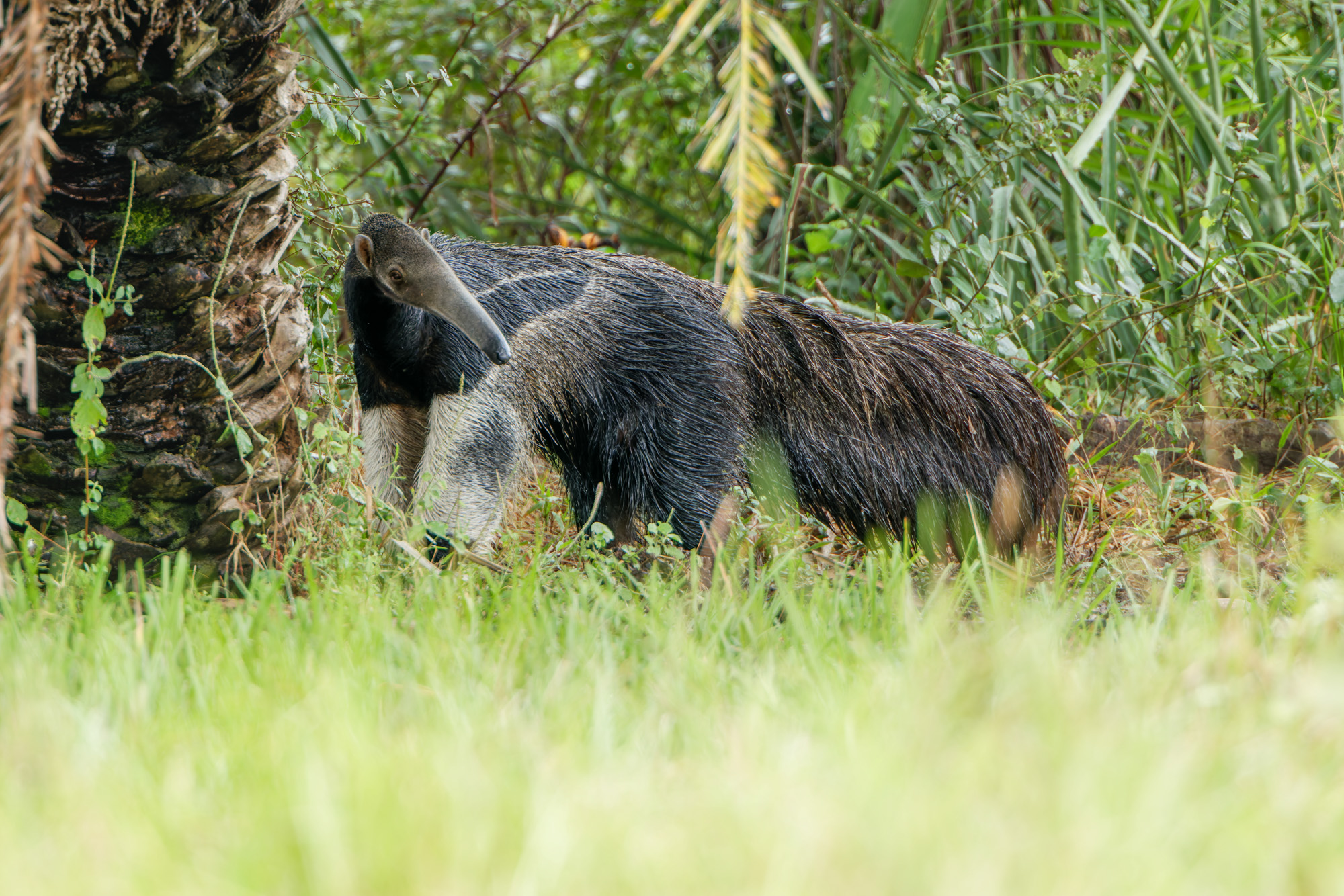 Giant Anteater (Myrmecophaga tridactyla)