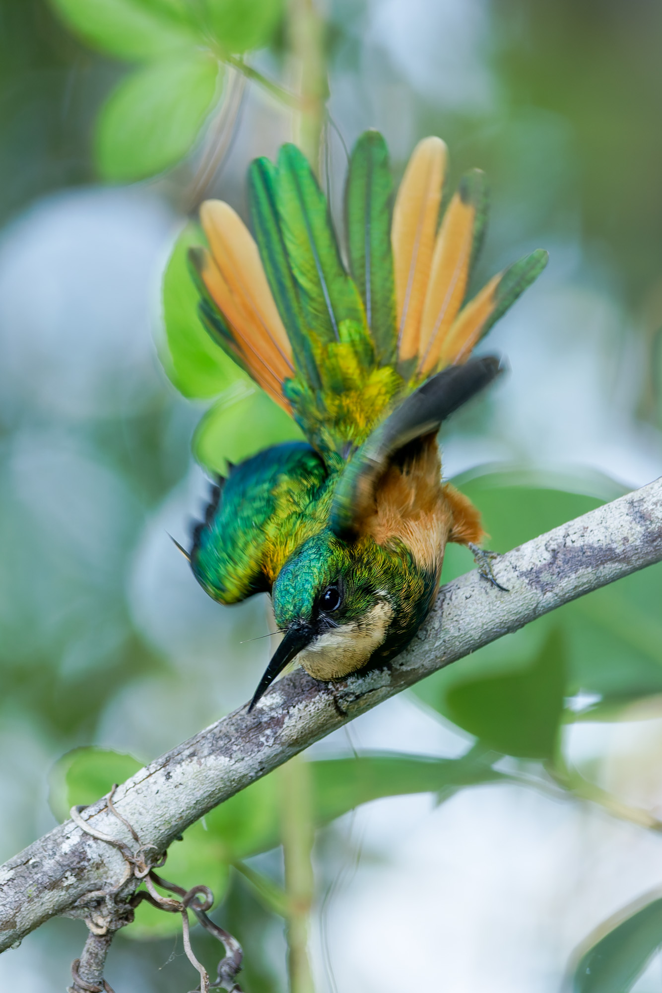Rufous-tailed Jacamar (Galbula ruficauda)