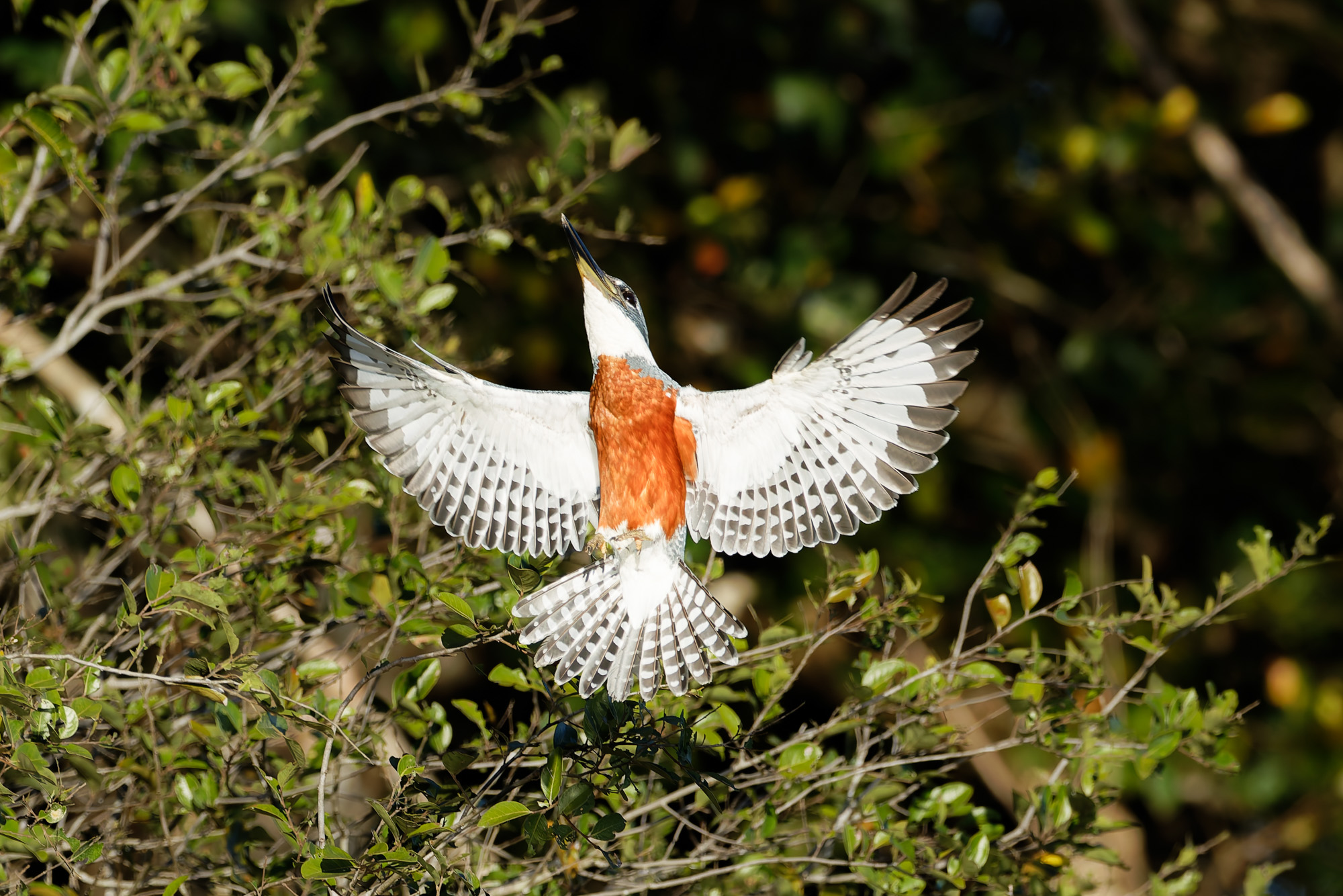 Ringed Kingfisher (Megaceryle torquata)