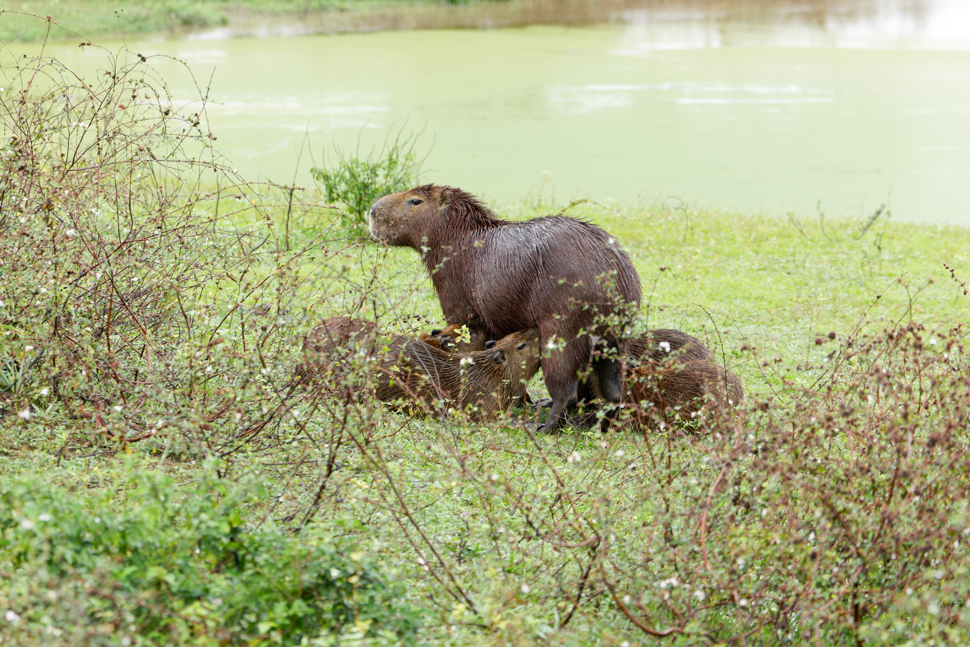 Kapybara (Hydrochoerus hydrochaeris)