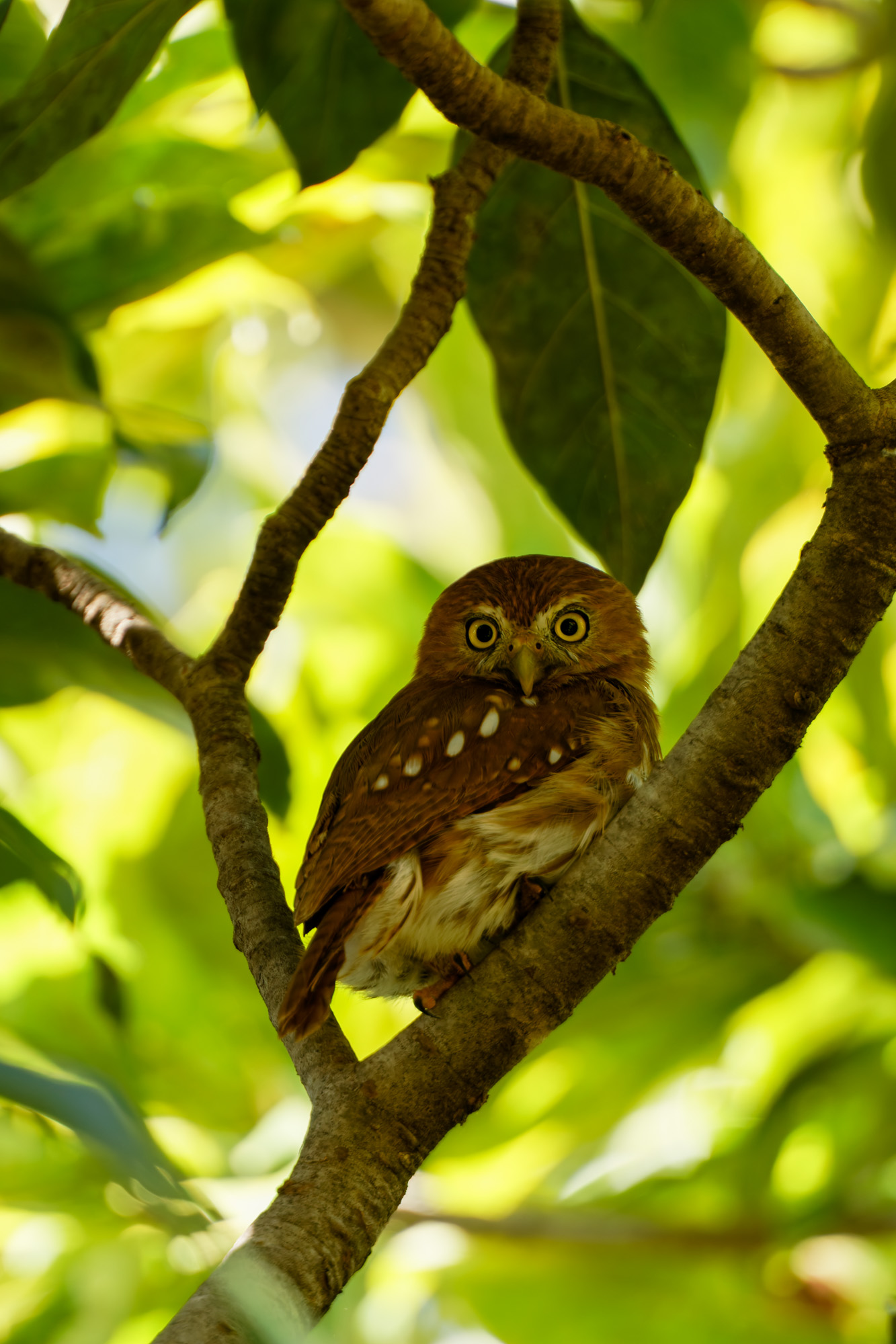 Ferruginous Pygmy Owl (Glaucidium brasilianum)