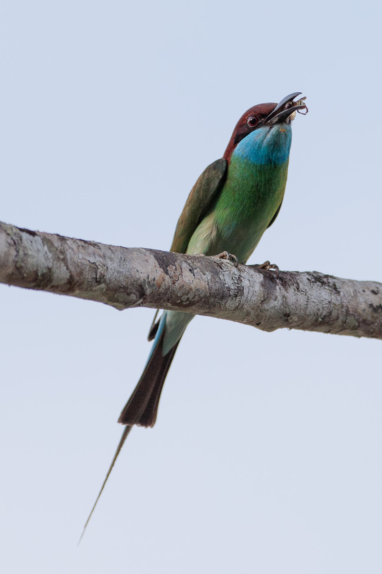 Blue-throated Bee-eater (Merops viridis)