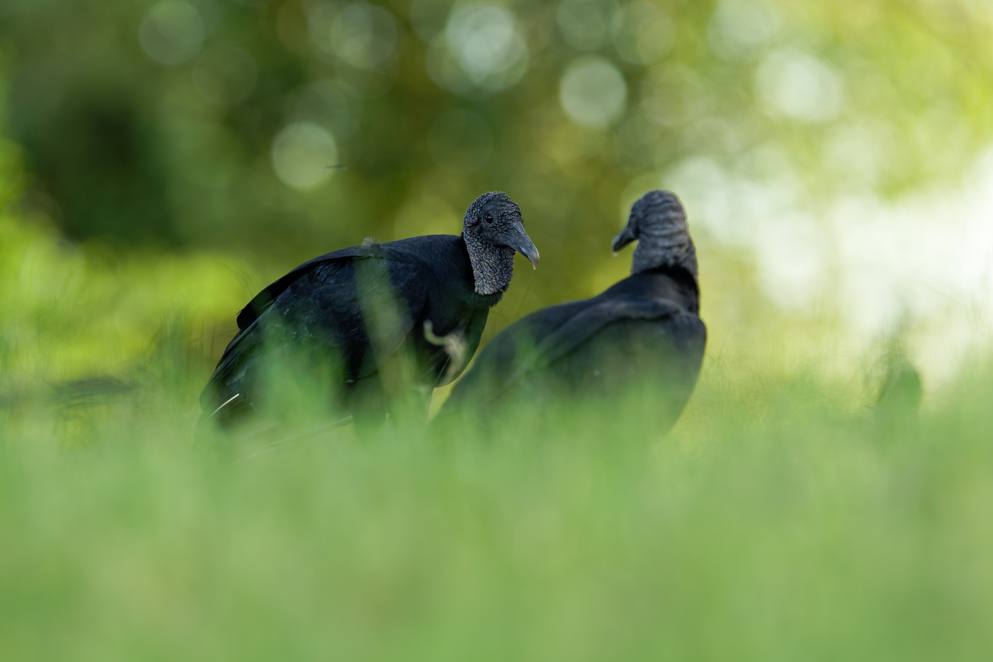 Black Vulture (Coragyps atratus)