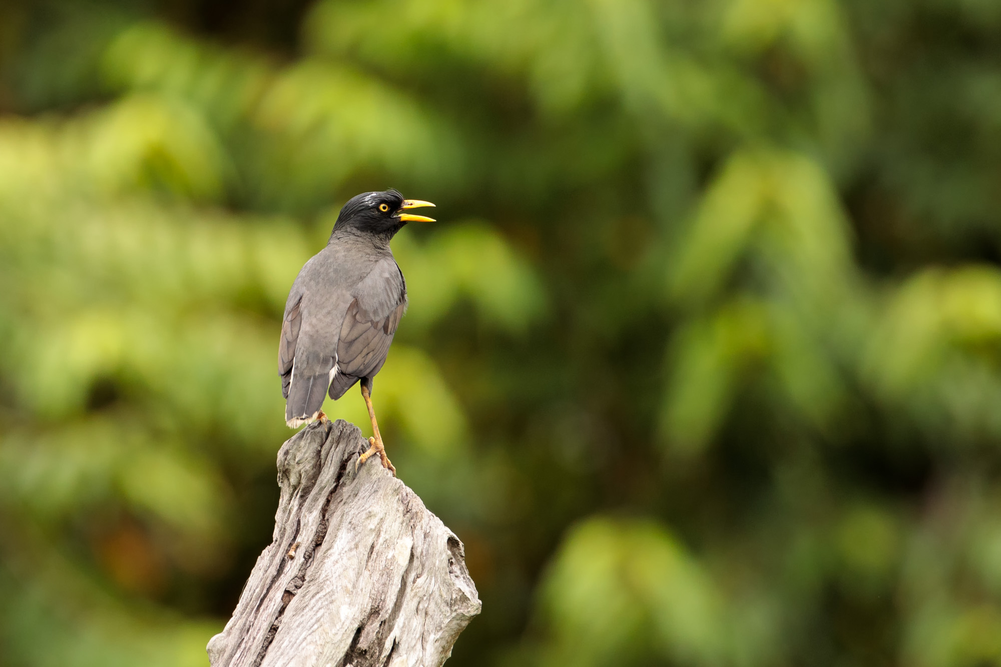 Javan Myna (Acridotheres javanicus)