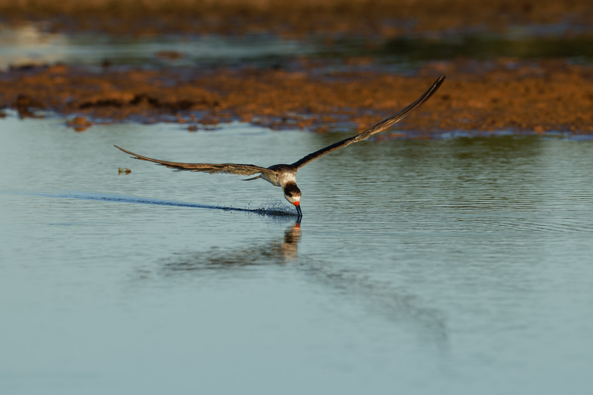 Black Skimmer (Rynchops niger)